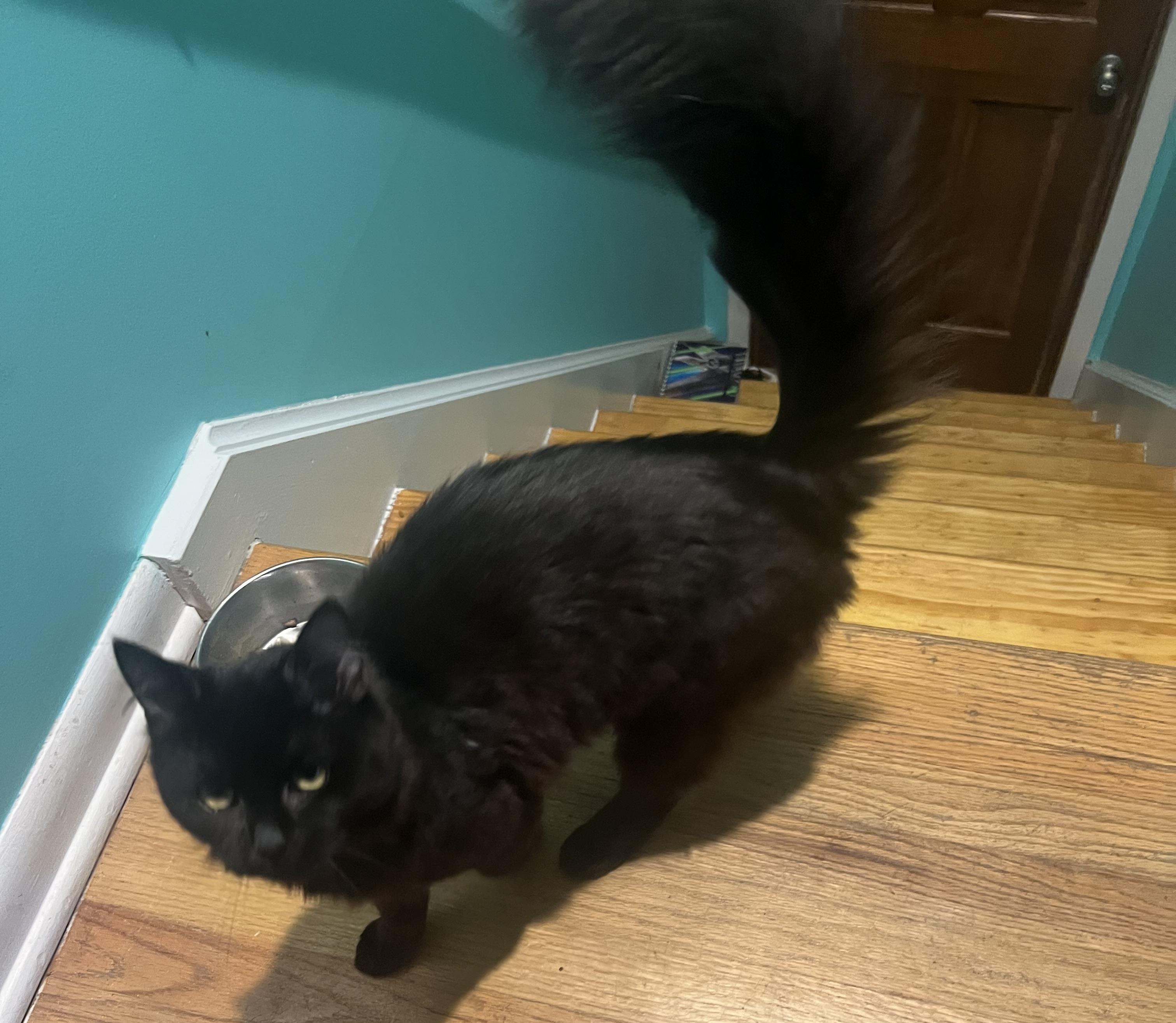 Onyx, an adopted mixed breed in Latham, NY image 3/5