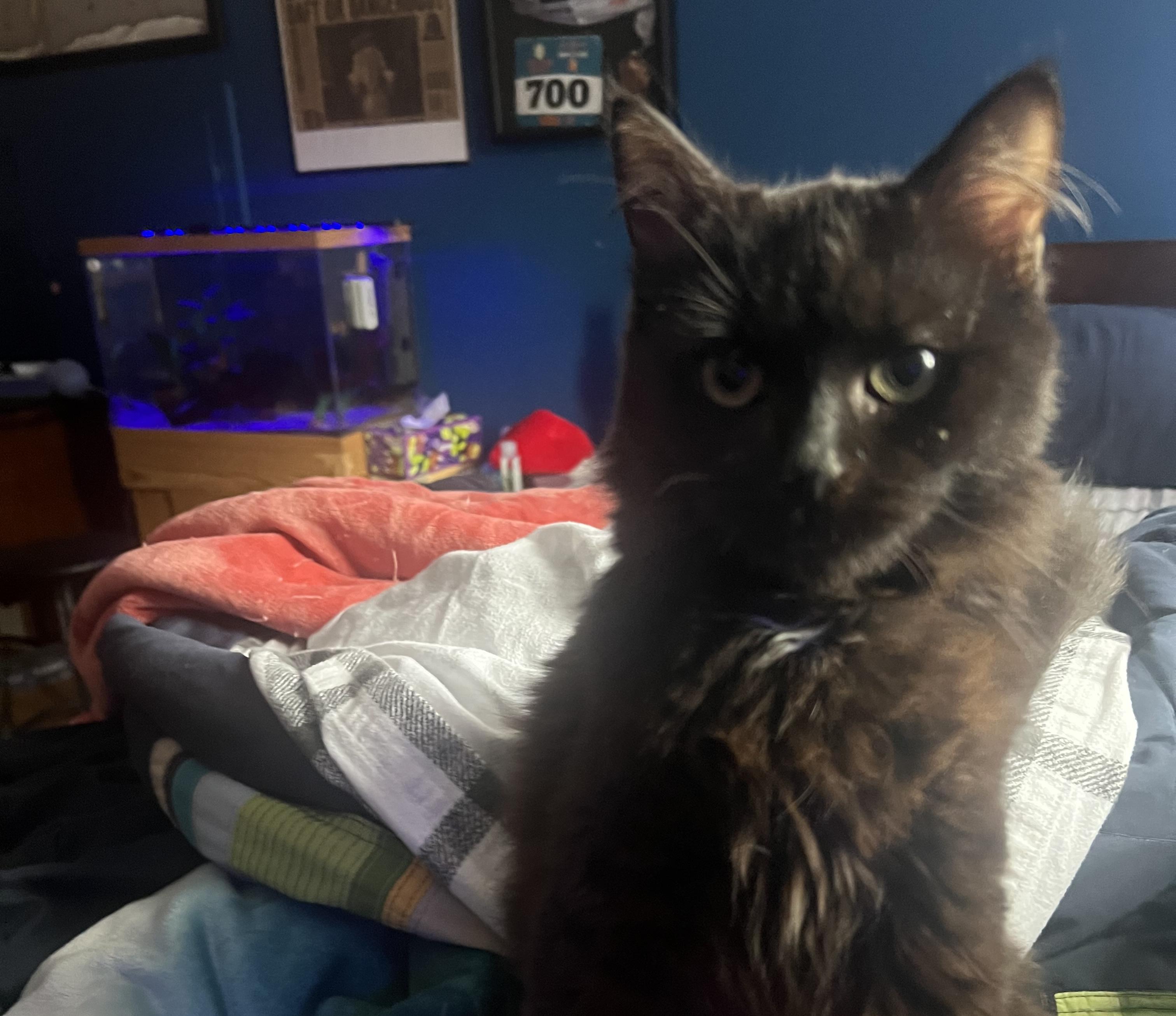 Onyx, an adopted mixed breed in Latham, NY image 4/5