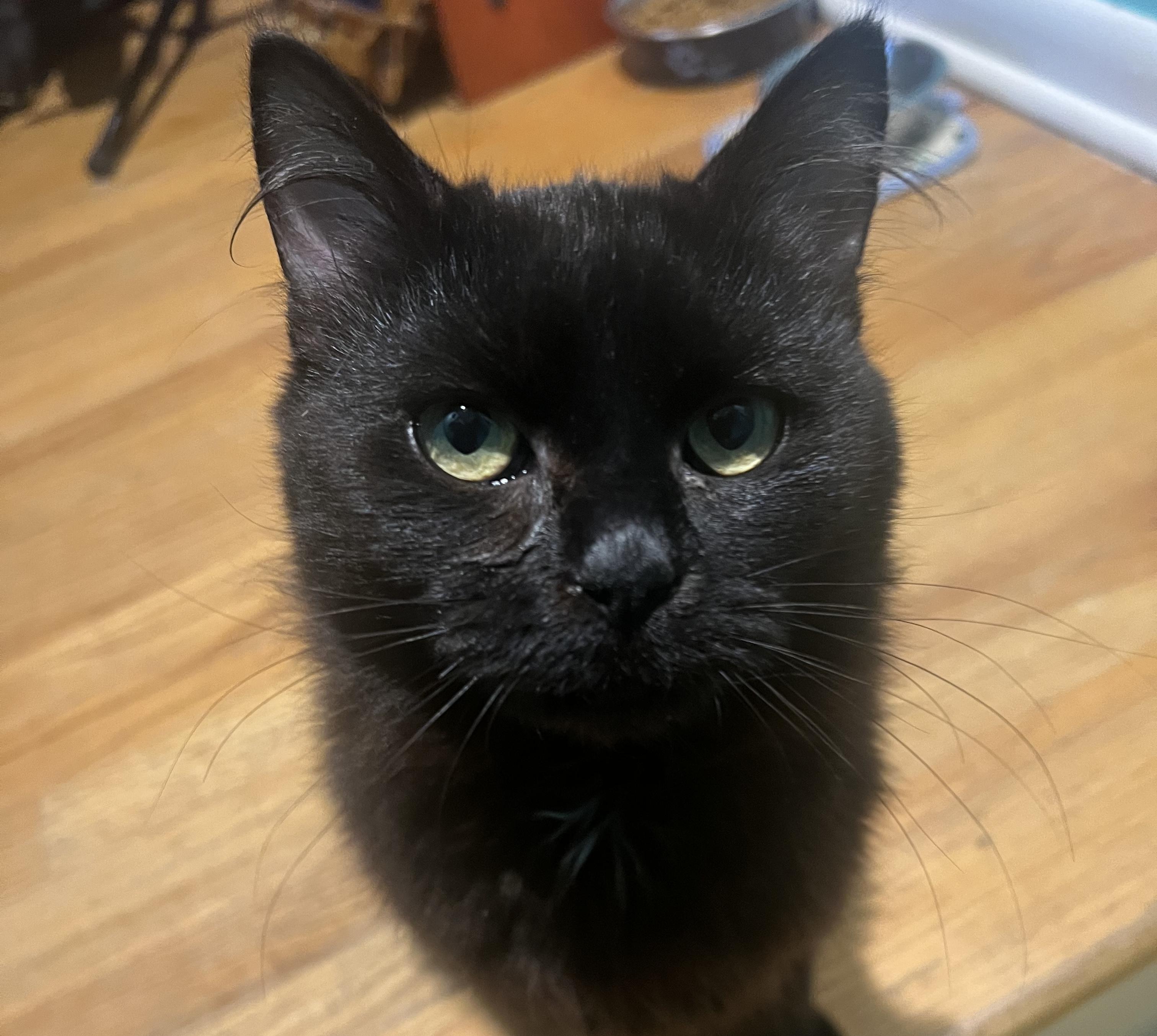 Onyx, an adopted mixed breed in Latham, NY image 1/5