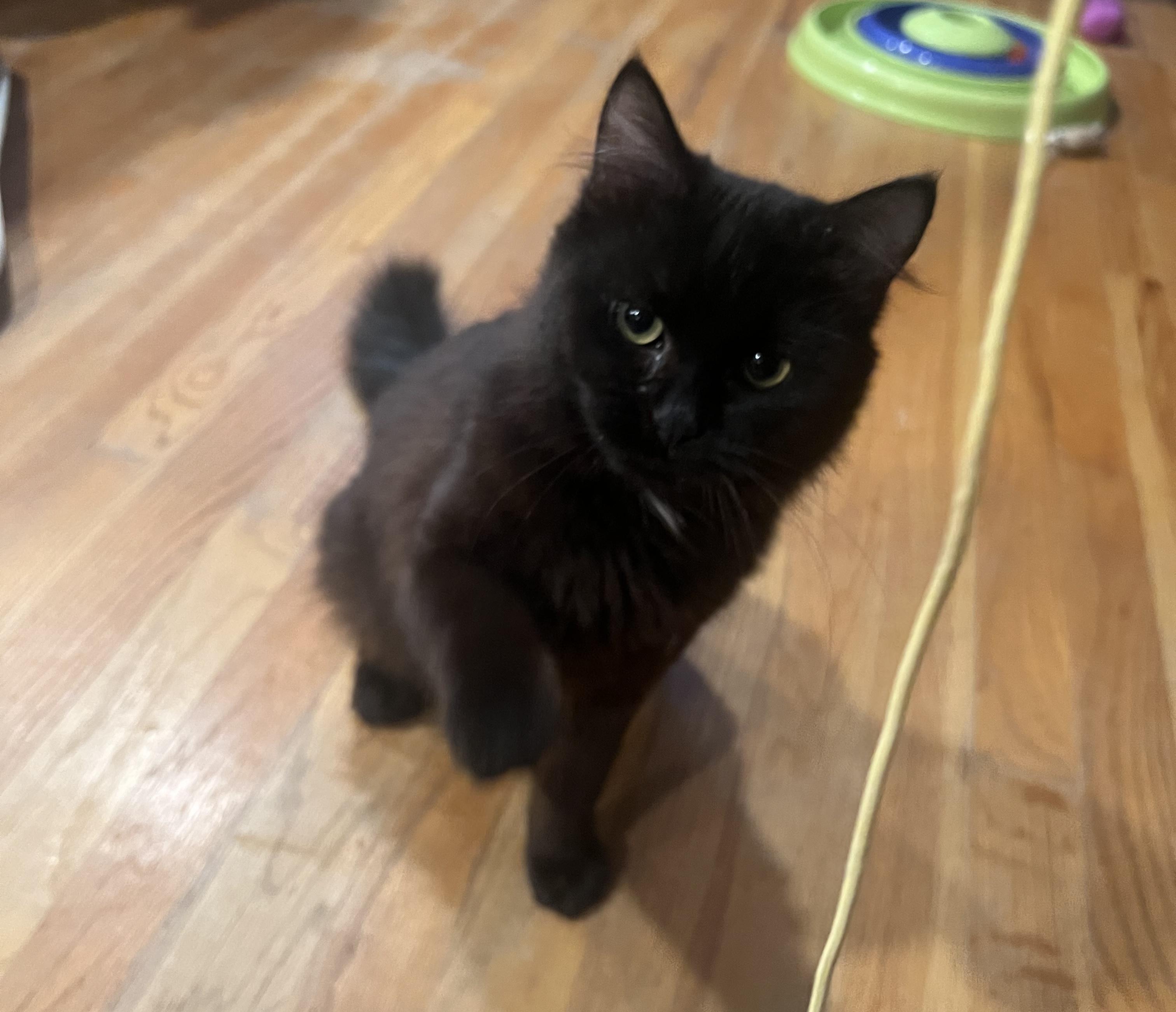 Onyx, an adopted mixed breed in Latham, NY image 5/5