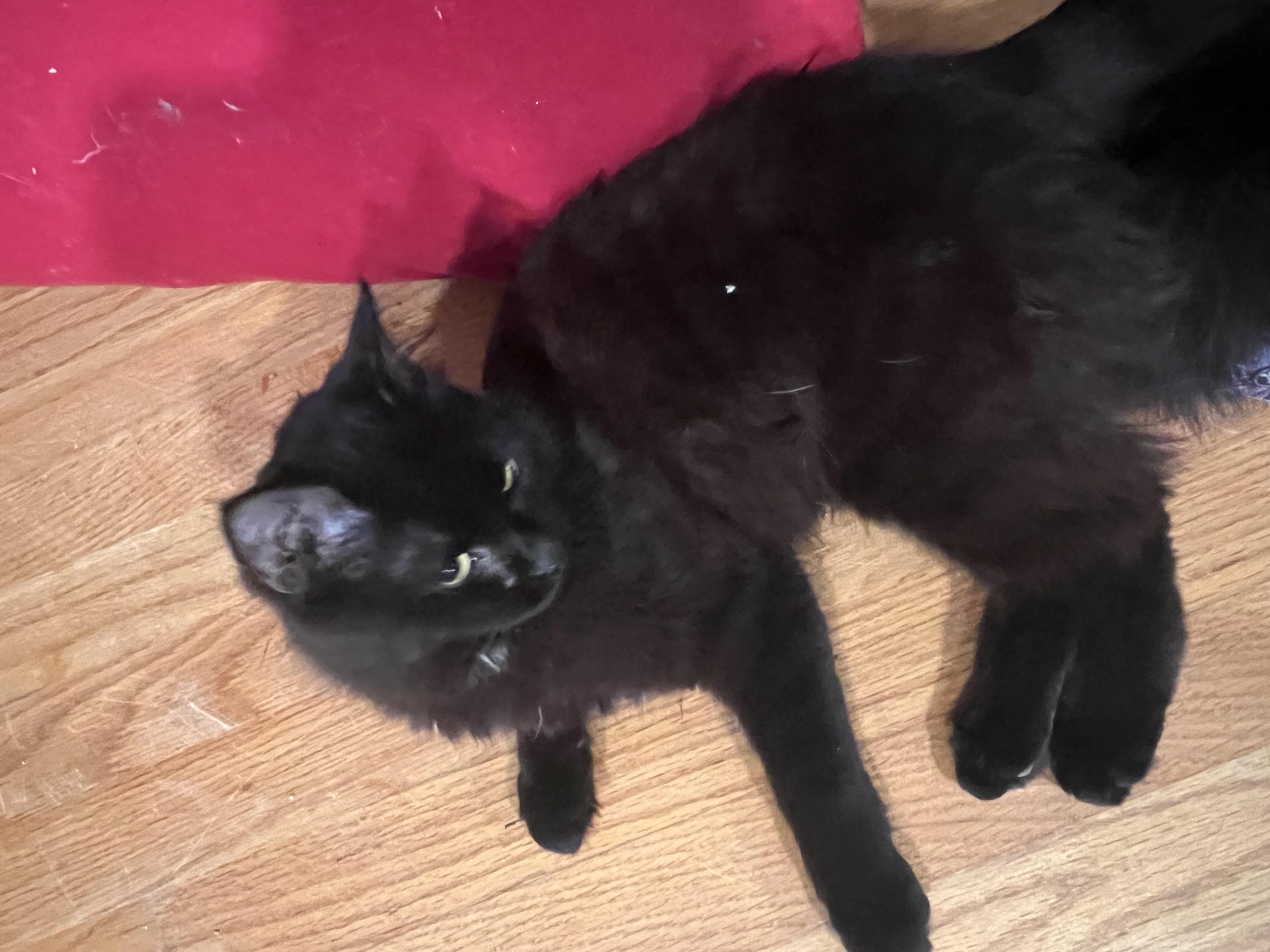 Onyx, an adopted mixed breed in Latham, NY image 2/5