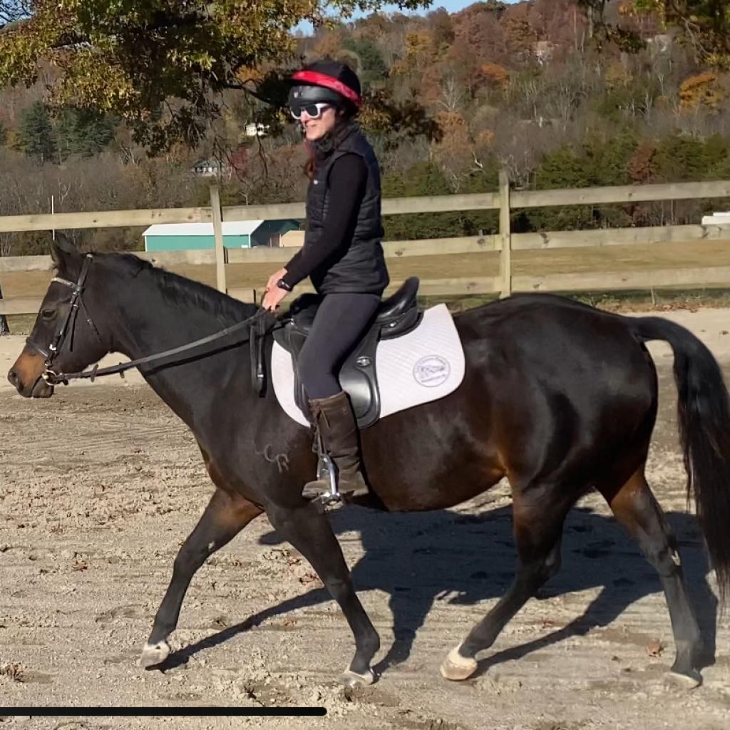 Moxie, a Adoptable Quarterhorse in Quakertown, PA image 1/6