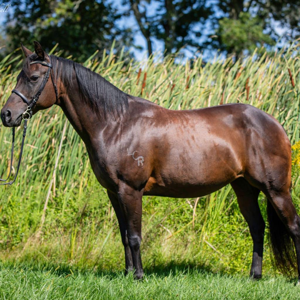 Moxie, a Adoptable Quarterhorse in Quakertown, PA image 2/6
