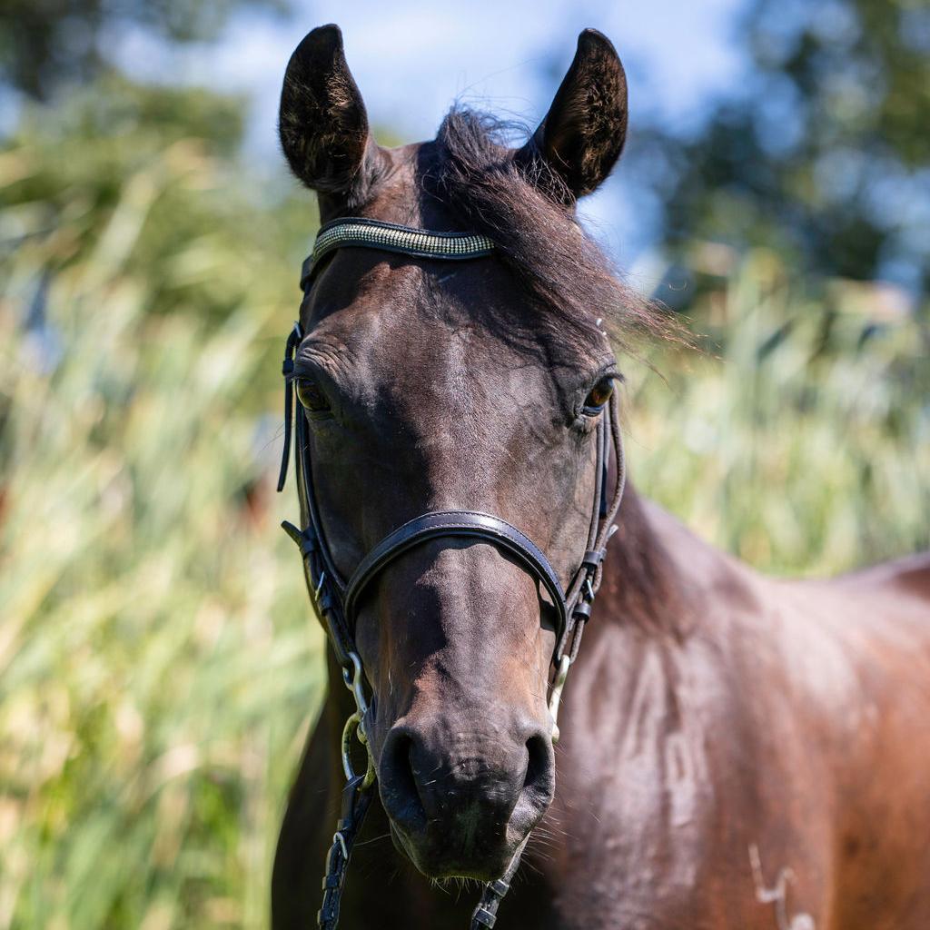 Moxie, a Adoptable Quarterhorse in Quakertown, PA image 3/6