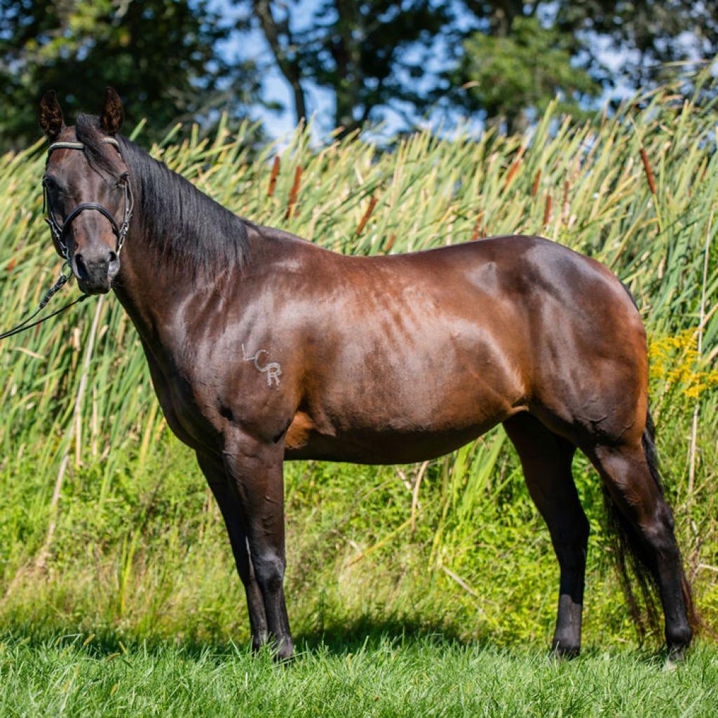 Enlarge Moxie, a Adoptable Quarterhorse in Quakertown, PA image 3/6