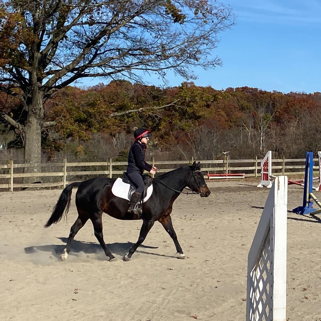 Moxie, a Adoptable Quarterhorse in Quakertown, PA image 5/6