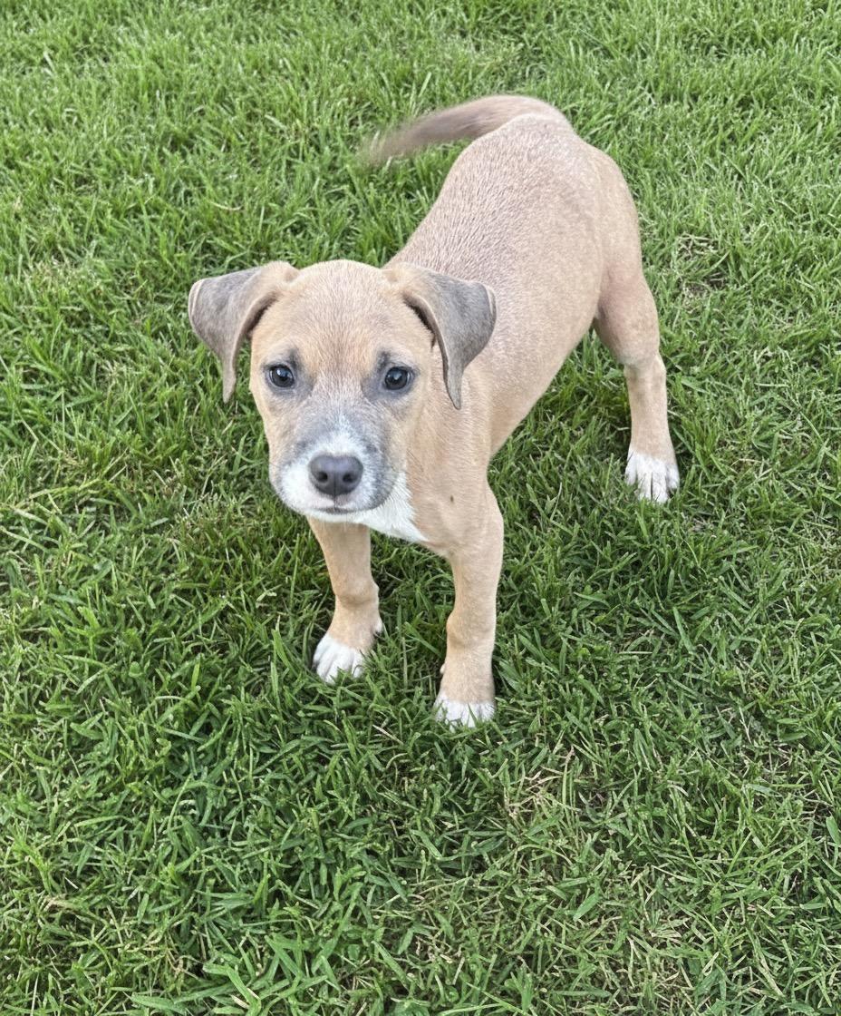 Fergi, a ADOPTABLE mixed breed in Hillsdale, NY image 5/6