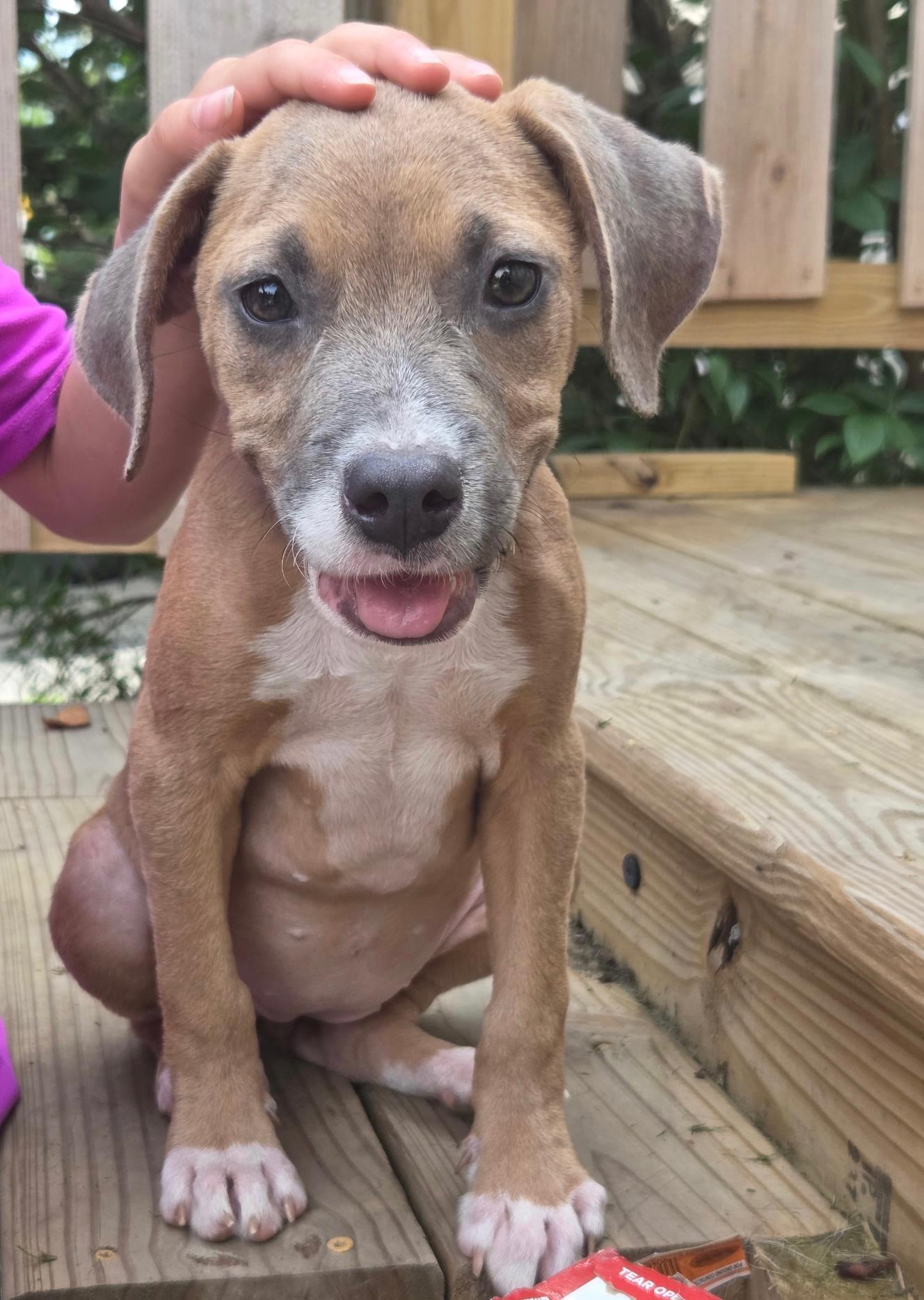 Fergi, a ADOPTABLE mixed breed in Hillsdale, NY image 1/6