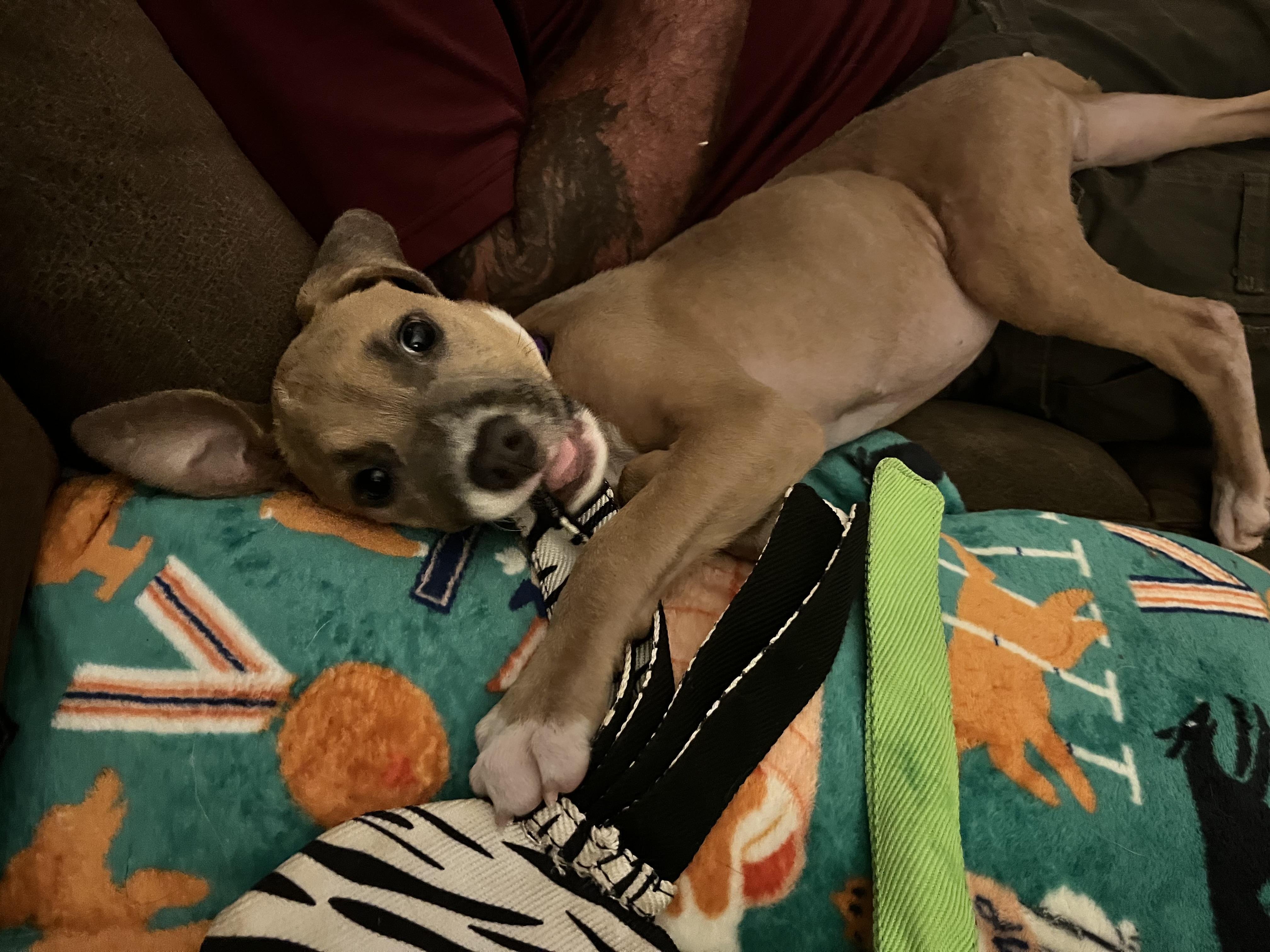 Fergi, a ADOPTABLE mixed breed in Hillsdale, NY image 3/6