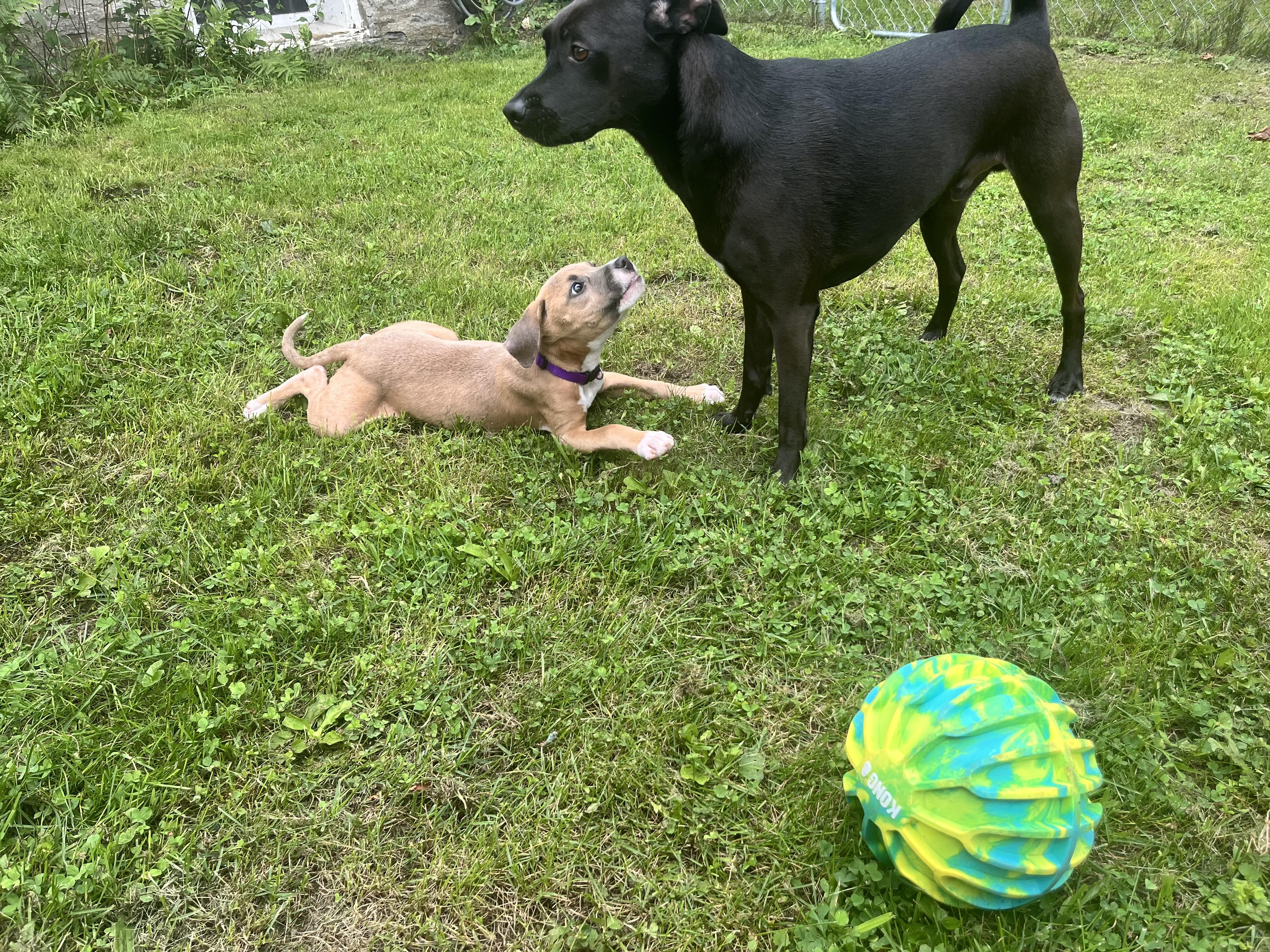 Fergi, a ADOPTABLE mixed breed in Hillsdale, NY image 4/6