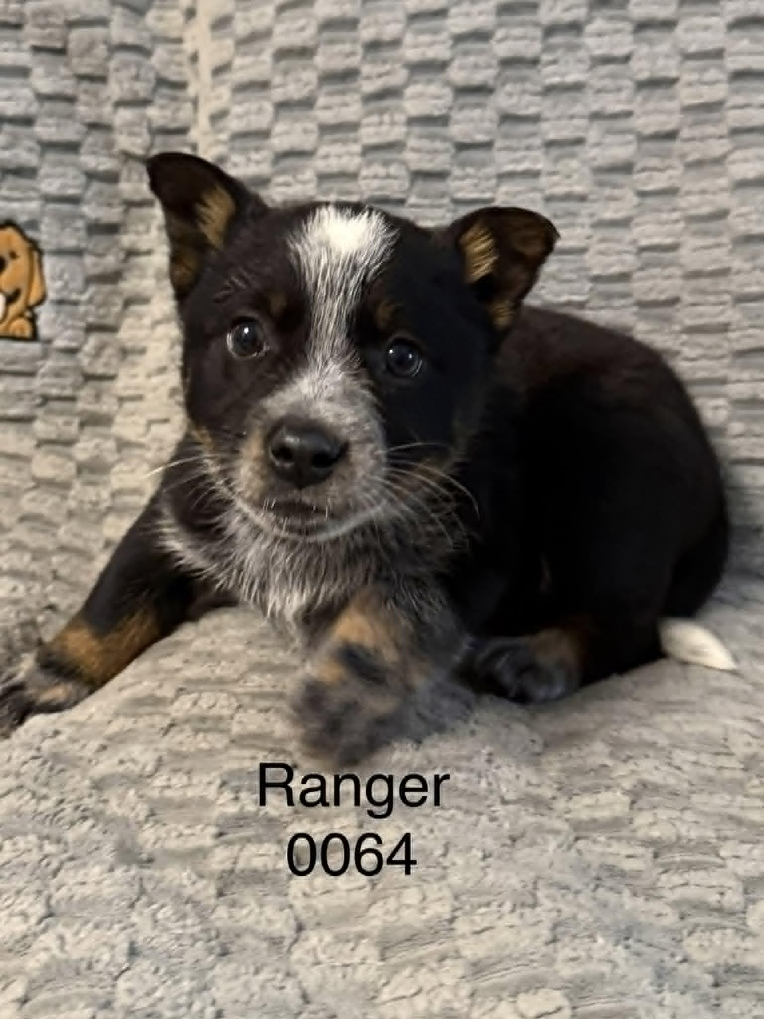 Enlarge Ranger, a Adoptable Shepherd in Hop Bottom, PA image 1/1