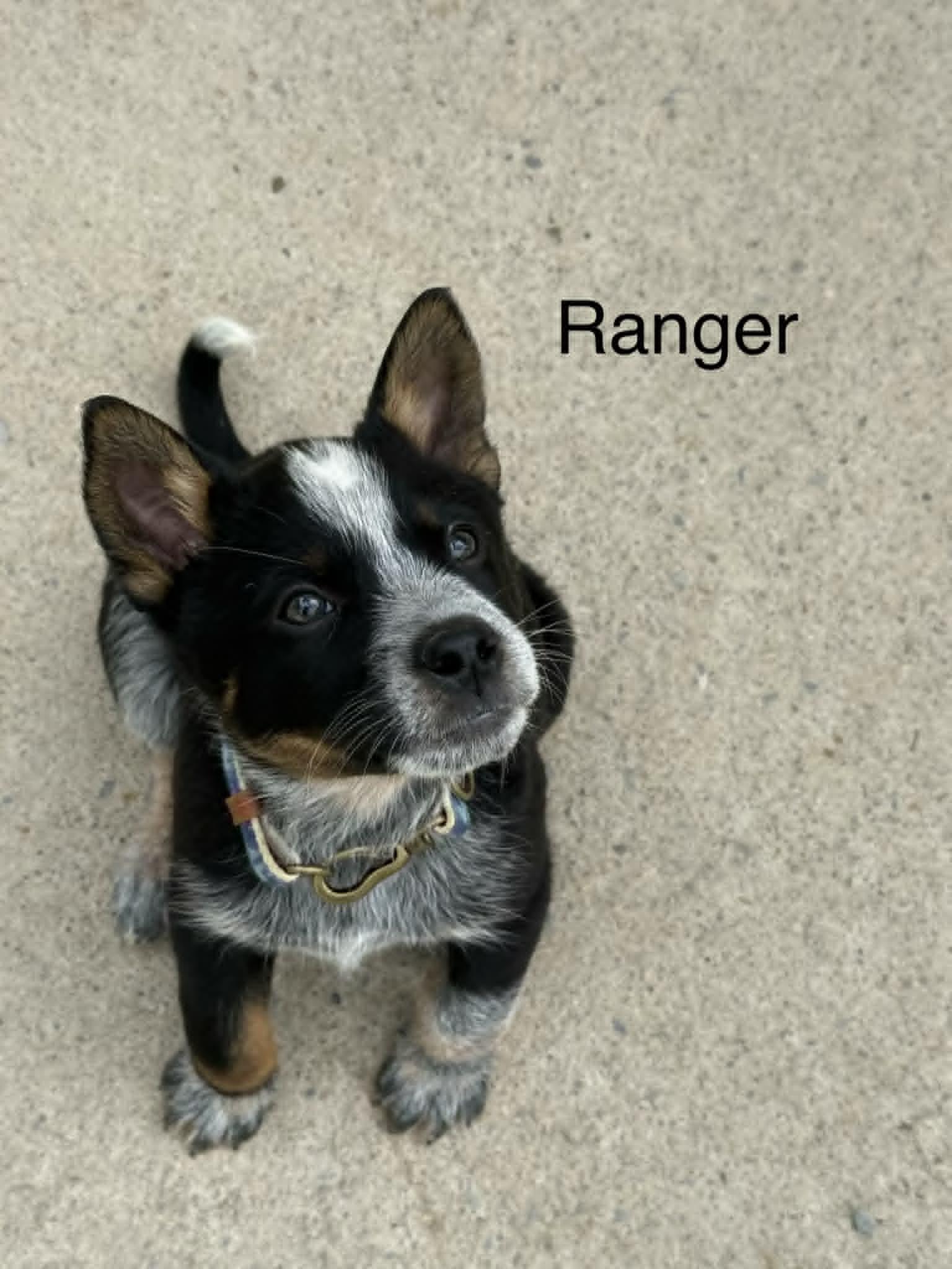 Enlarge Ranger, a Adoptable Shepherd in Hop Bottom, PA image 1/1