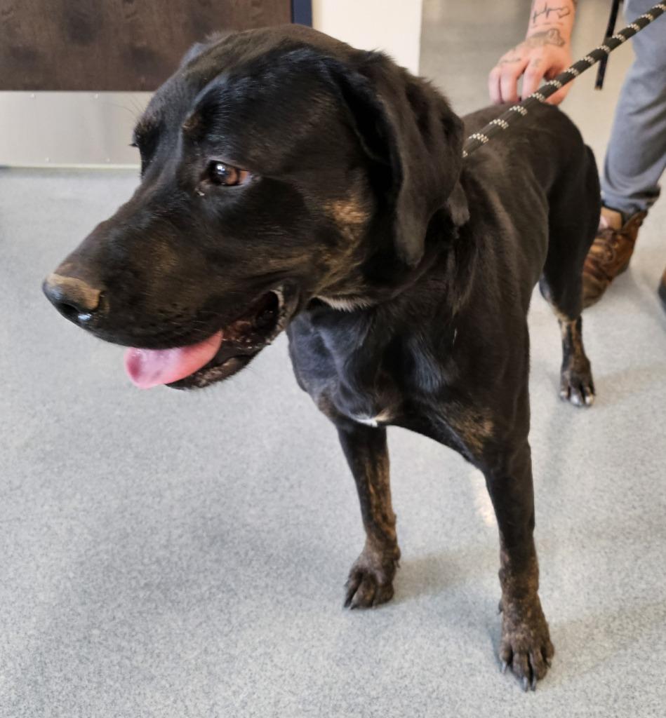 Rosalyn, a Adoptable mixed breed in Portland, IN image 1/6