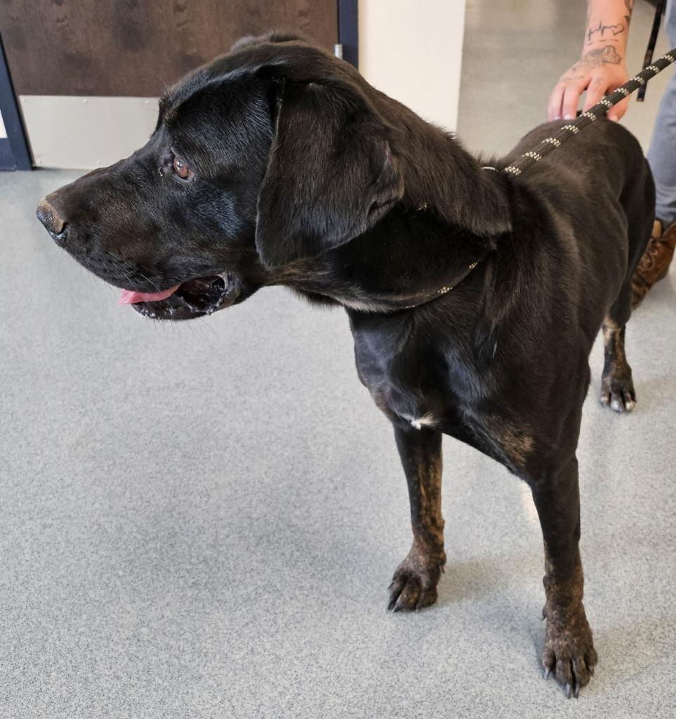 Enlarge Rosalyn, a Adoptable mixed breed in Portland, IN image 1/6