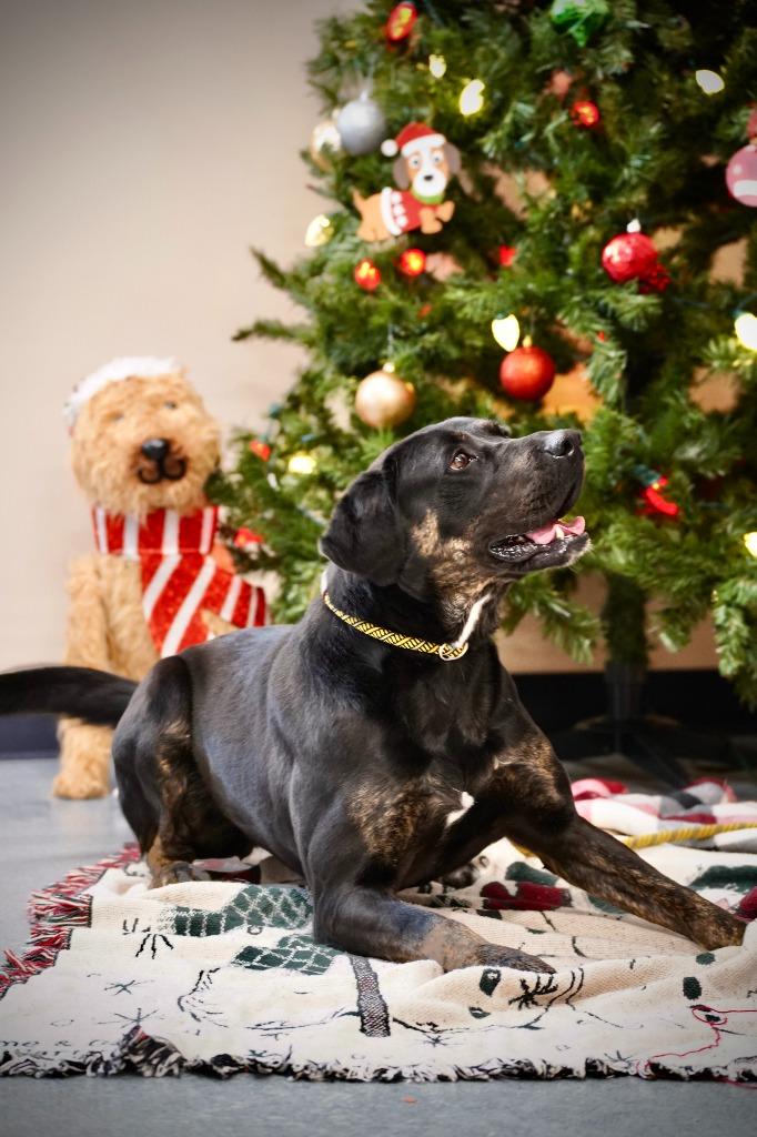 Enlarge Rosalyn, a Adoptable mixed breed in Portland, IN image 3/6