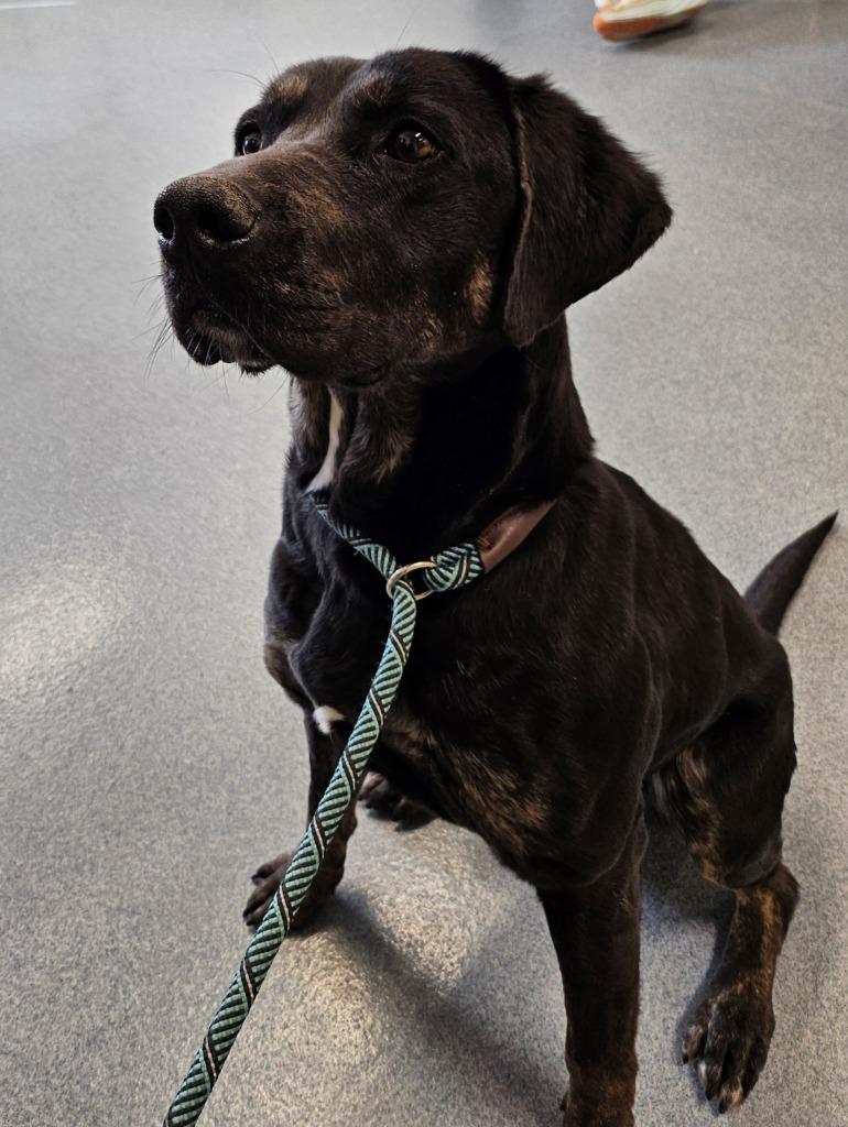 Enlarge Rosalyn, a Adoptable mixed breed in Portland, IN image 5/6