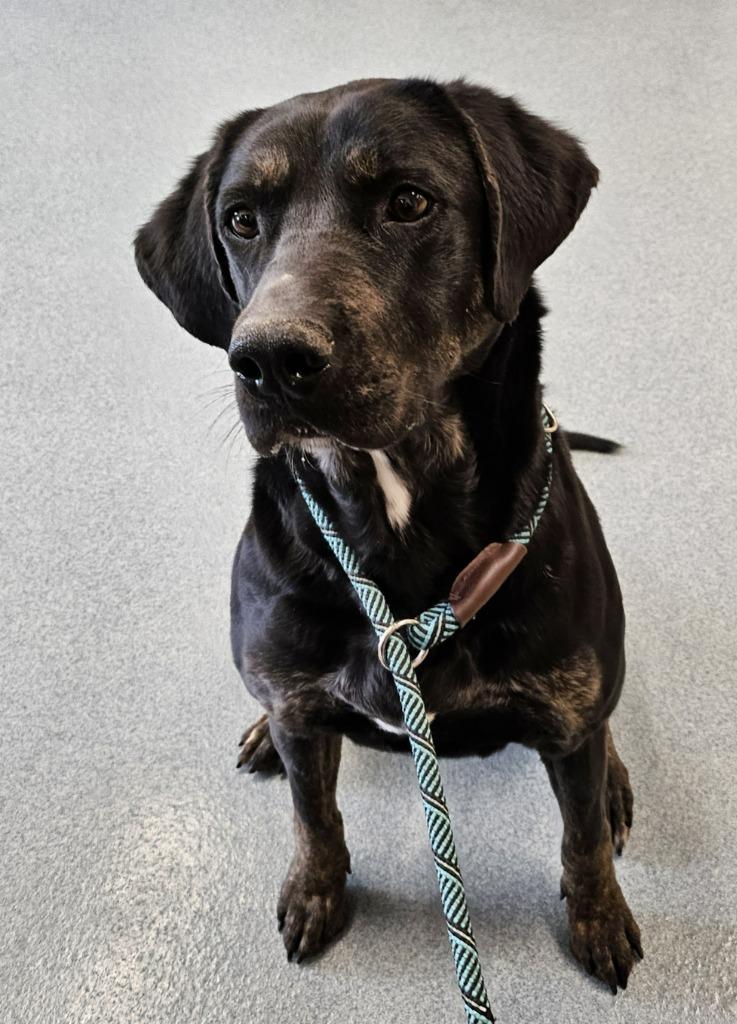 Rosalyn, a Adoptable mixed breed in Portland, IN image 5/6