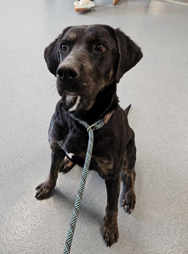 Rosalyn, a Adoptable mixed breed in Portland, IN image 6/6