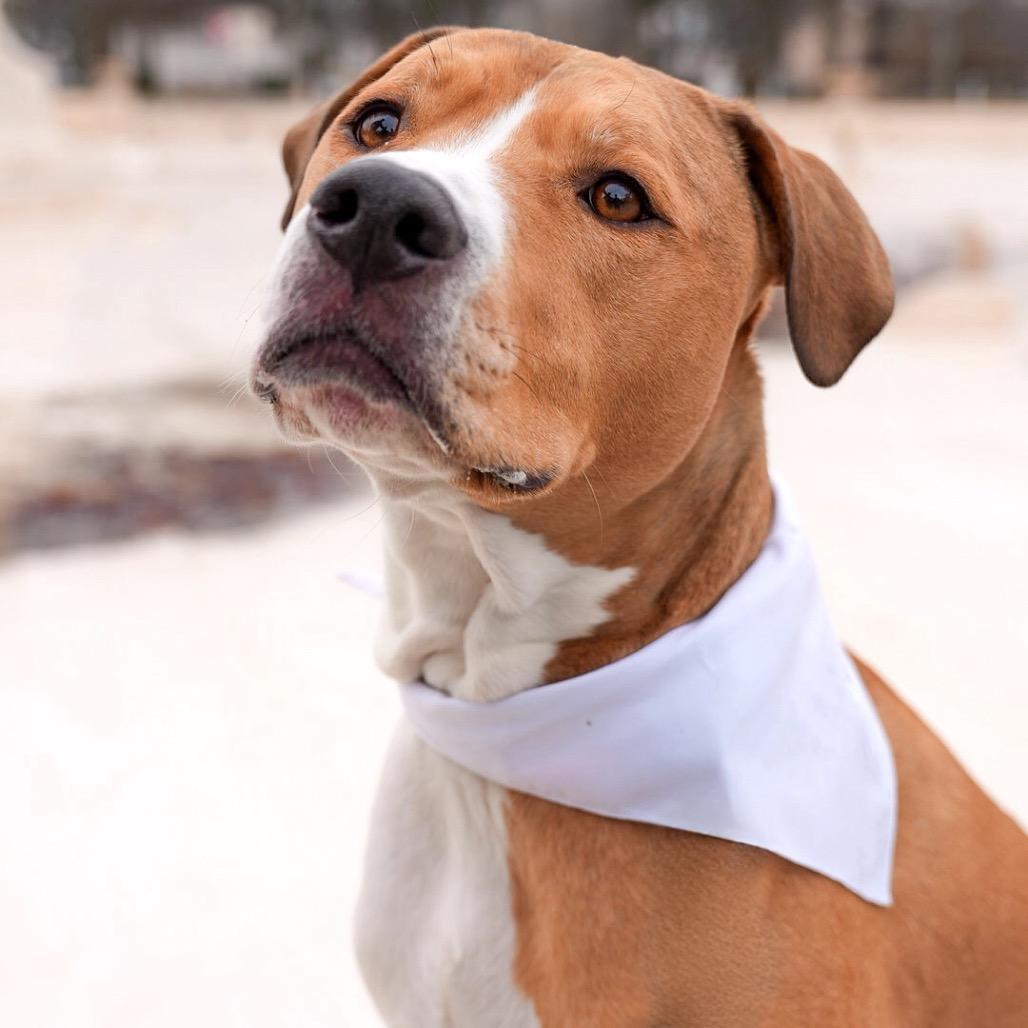 Enlarge Paco, a Adoptable mixed breed in Jersey City, NJ image 1/6