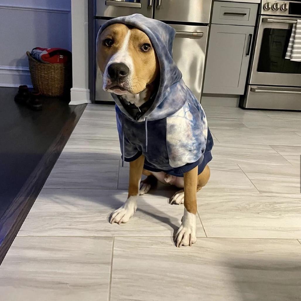 Paco, Adoptable, Adult Male Pit Bull Terrier & Boxer.