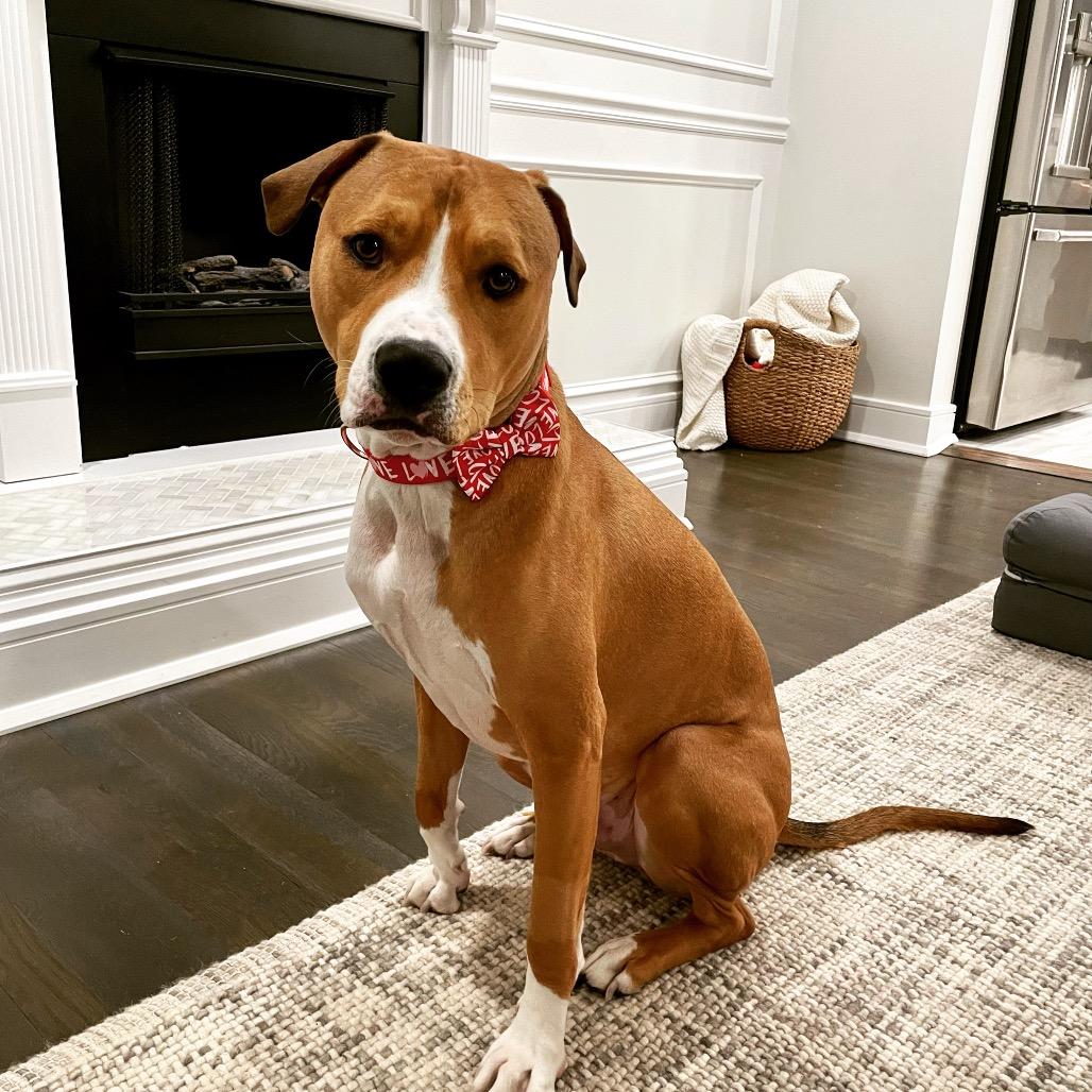 Enlarge Paco, a Adoptable mixed breed in Jersey City, NJ image 2/6