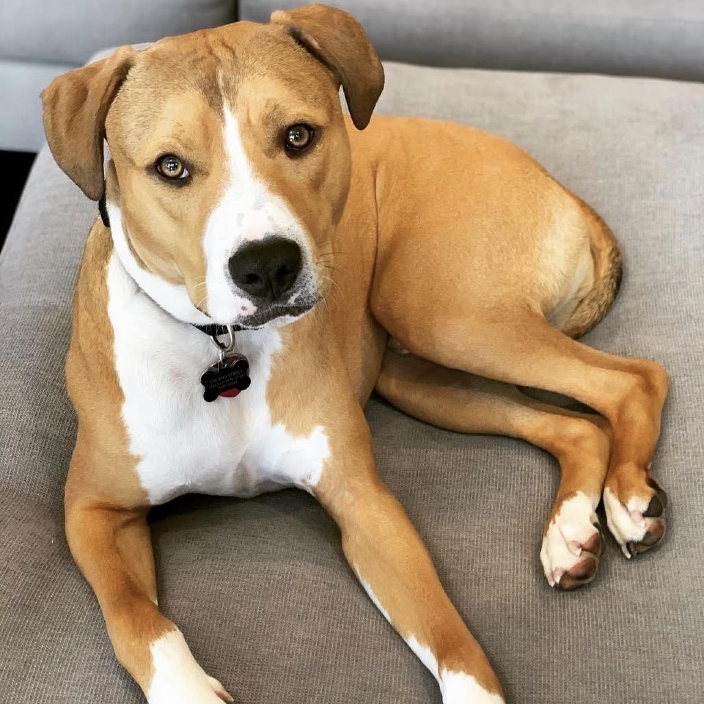 Enlarge Paco, a Adoptable mixed breed in Jersey City, NJ image 3/6