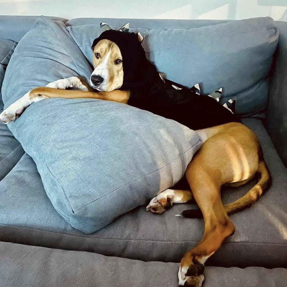 Enlarge Paco, a Adoptable mixed breed in Jersey City, NJ image 4/6