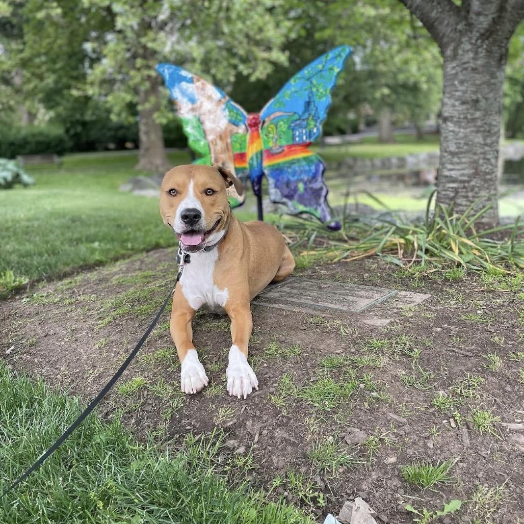 Enlarge Paco, a Adoptable mixed breed in Jersey City, NJ image 5/6