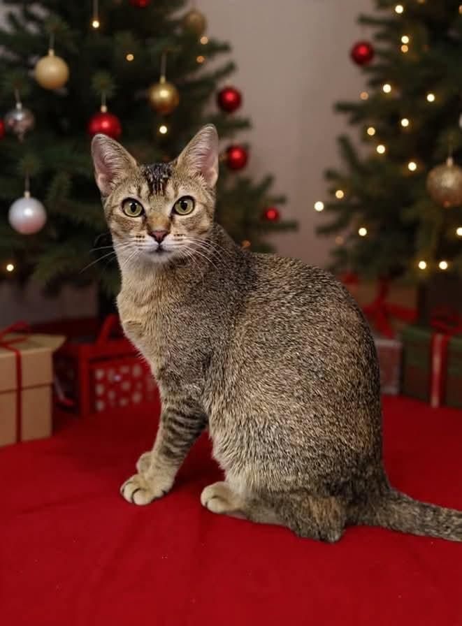 Maggie, Adoptable, Young Female Abyssinian.