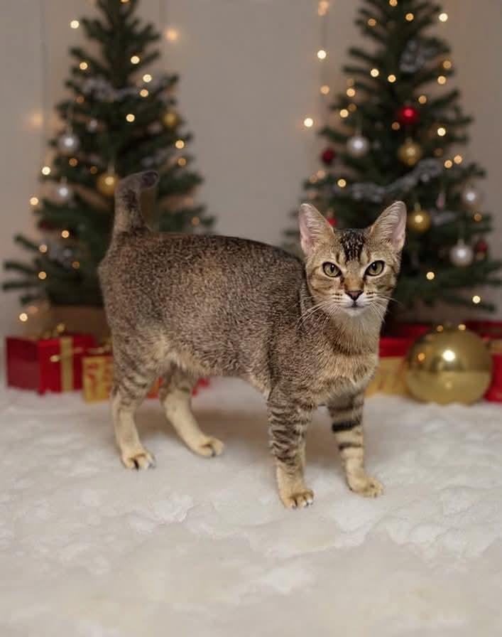 Maggie, a Adoptable mixed breed in Milwaukee, WI image 2/3