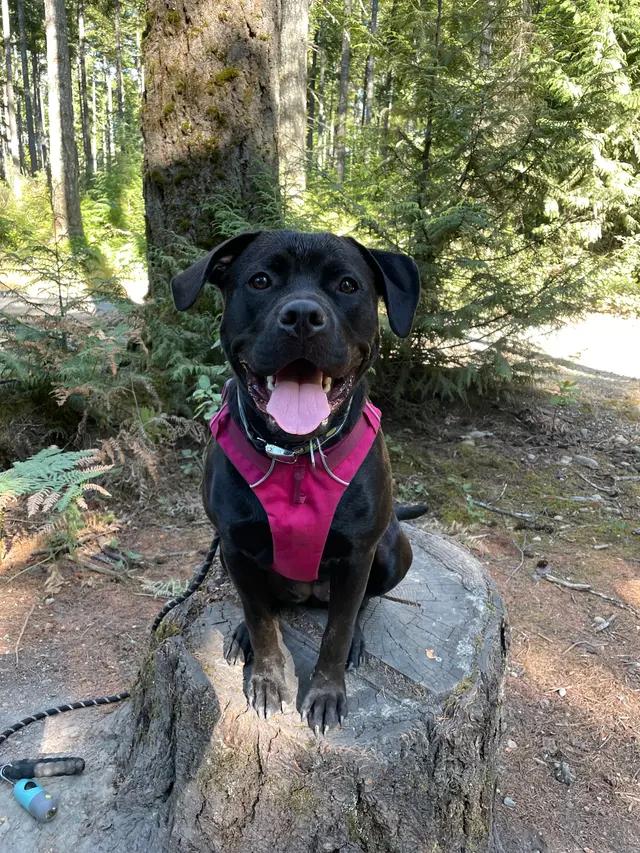 Ella, an adoptable Rottweiler in Milwaukie, OR, 97267 | Photo Image 1