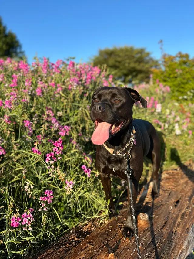 Ella, an adoptable Rottweiler in Milwaukie, OR, 97267 | Photo Image 3