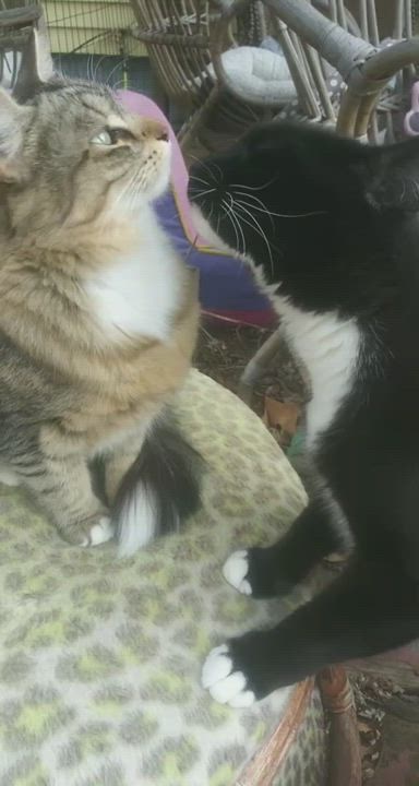 Enlarge Little Girl, a Adopted mixed breed in Springfield, MA video 3/5