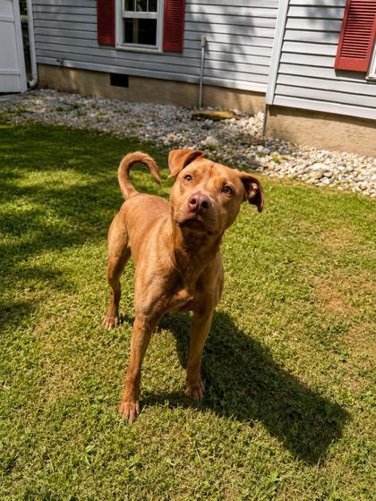 Chaco, Adoptable, Adult Male American Staffordshire Terrier & Mixed Breed.