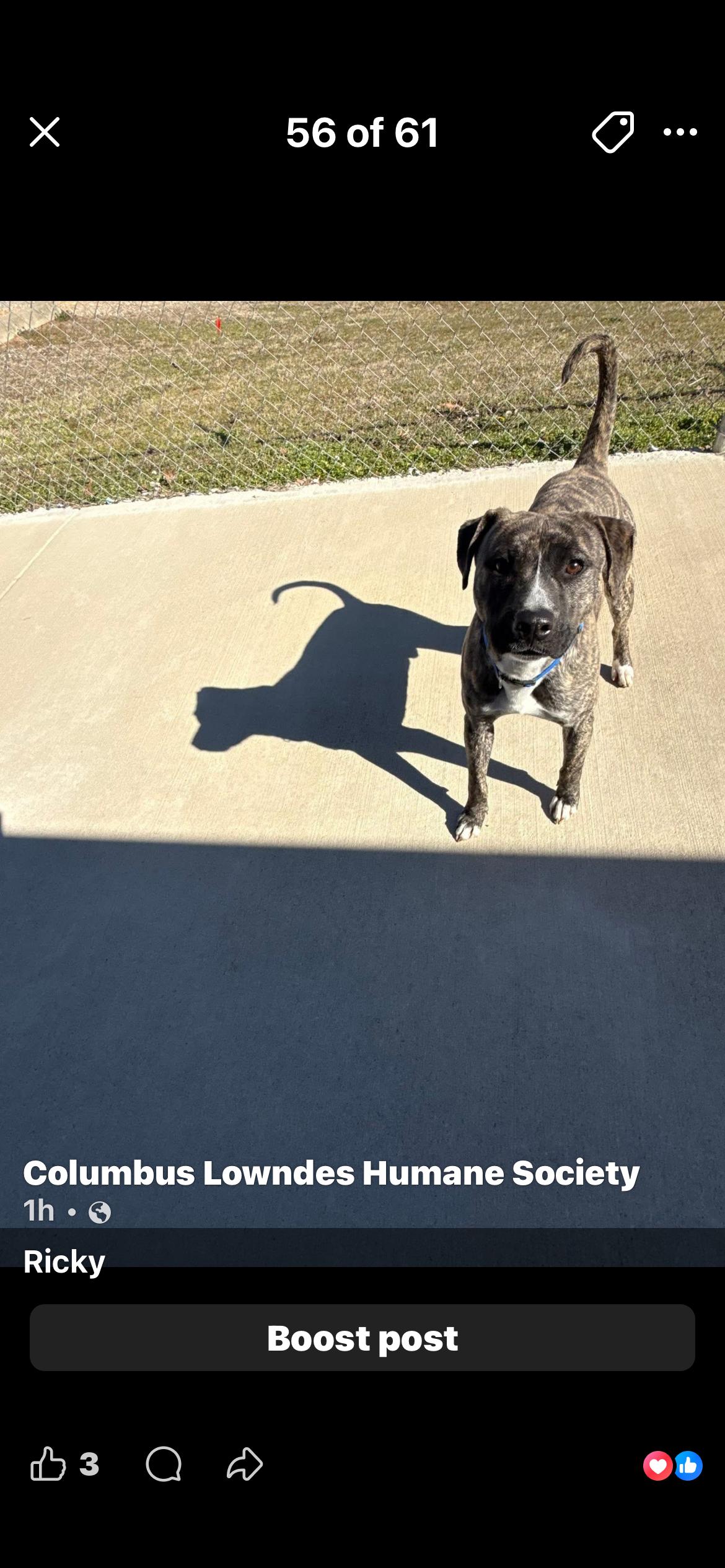 Ricky, ADOPTABLE, Adult Male American Staffordshire Terrier.