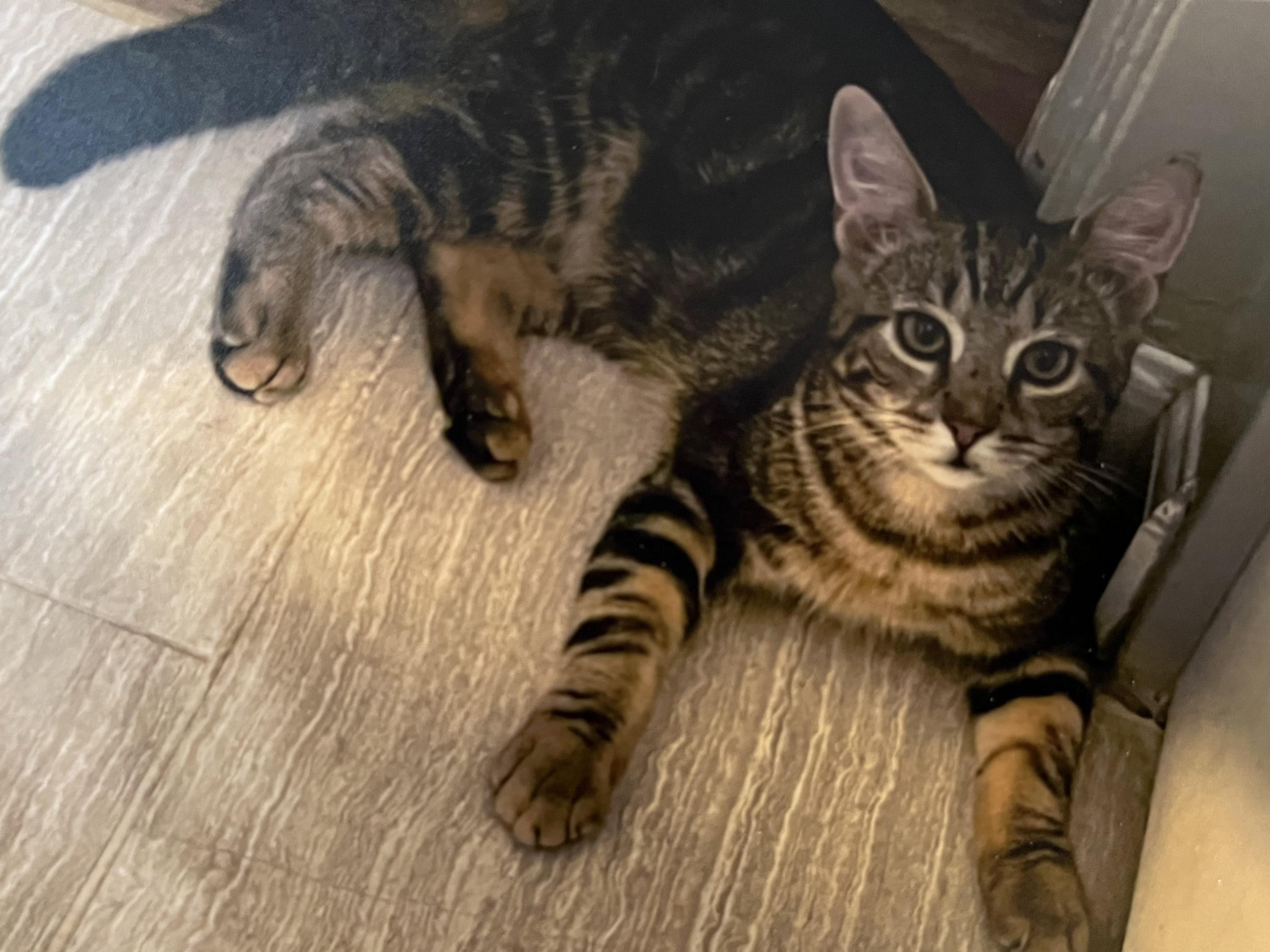 Drizzle, Adoptable, Young Male Tabby & Domestic Short Hair.