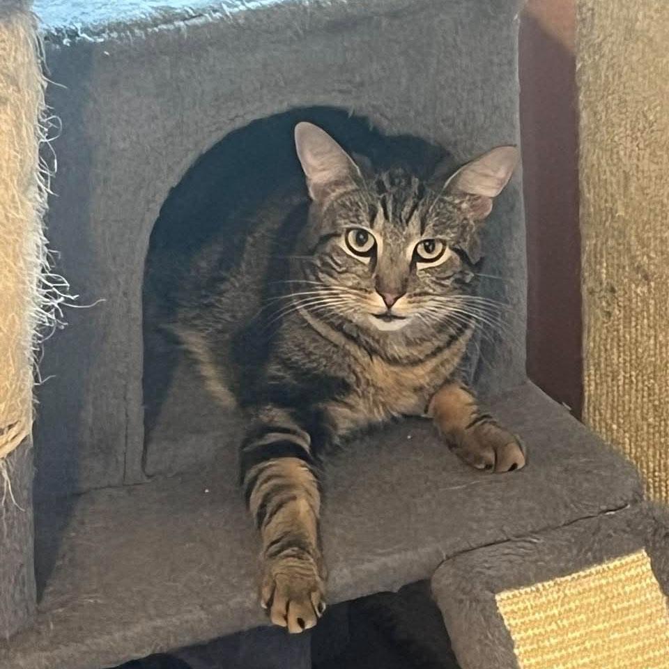 Drizzle, Adoptable, Young Male Tabby & Domestic Short Hair.