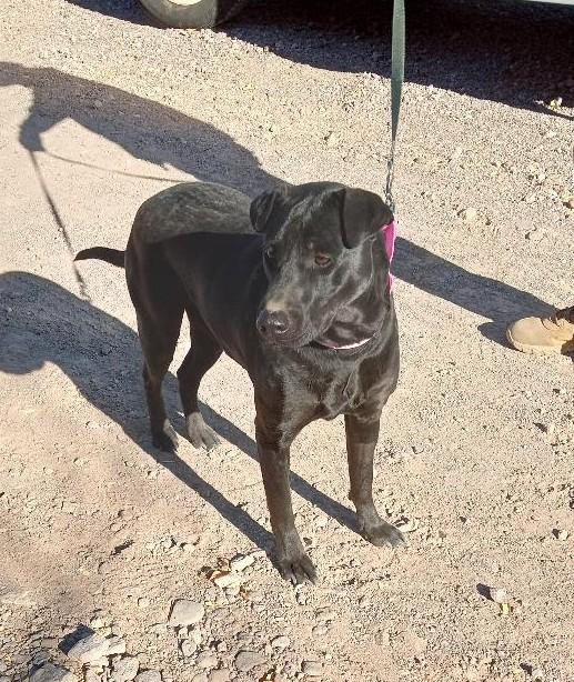 Addy, Young Female Black Labrador Retriever