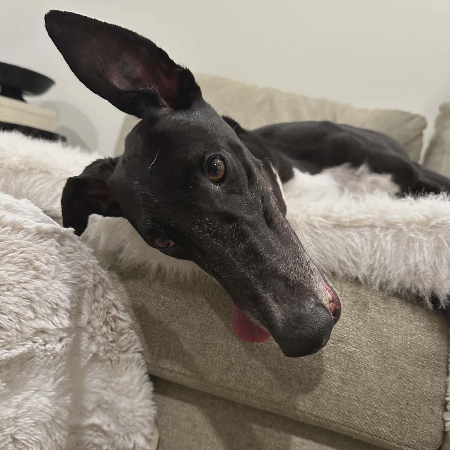 Enlarge Arkwyld B Scourge (Scourge), a ADOPTABLE Greyhound in North Port, FL image 4/4