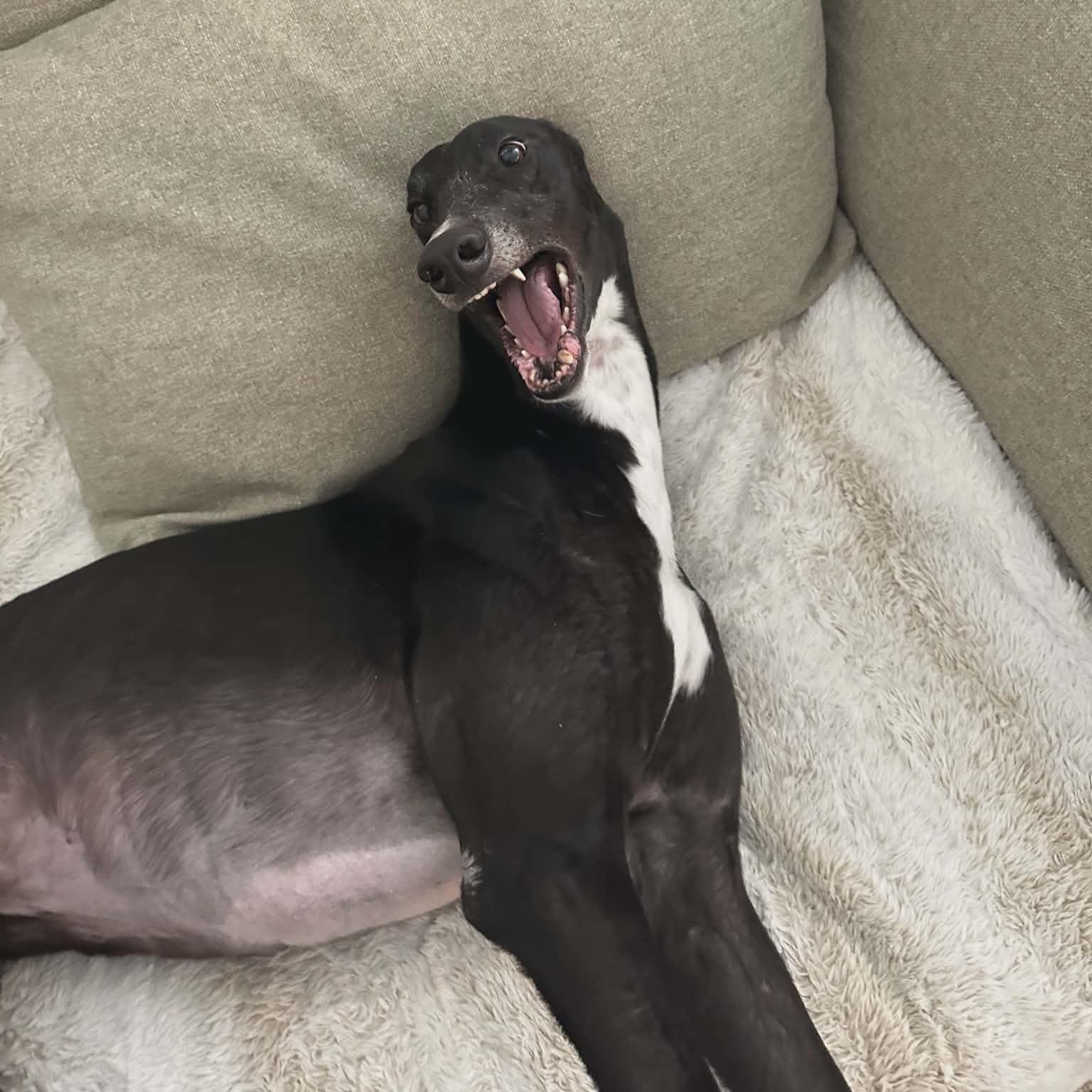 Enlarge Arkwyld B Scourge (Scourge), a ADOPTABLE Greyhound in North Port, FL image 3/4
