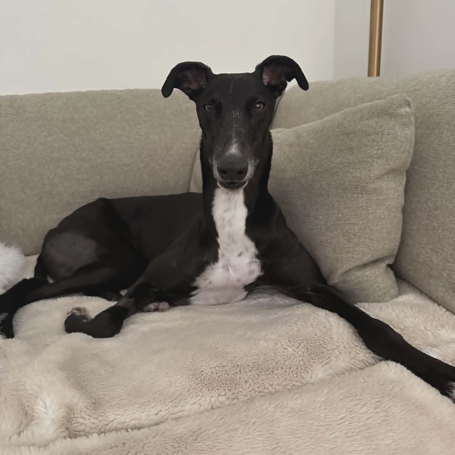Enlarge Arkwyld B Scourge (Scourge), a ADOPTABLE Greyhound in North Port, FL image 2/4