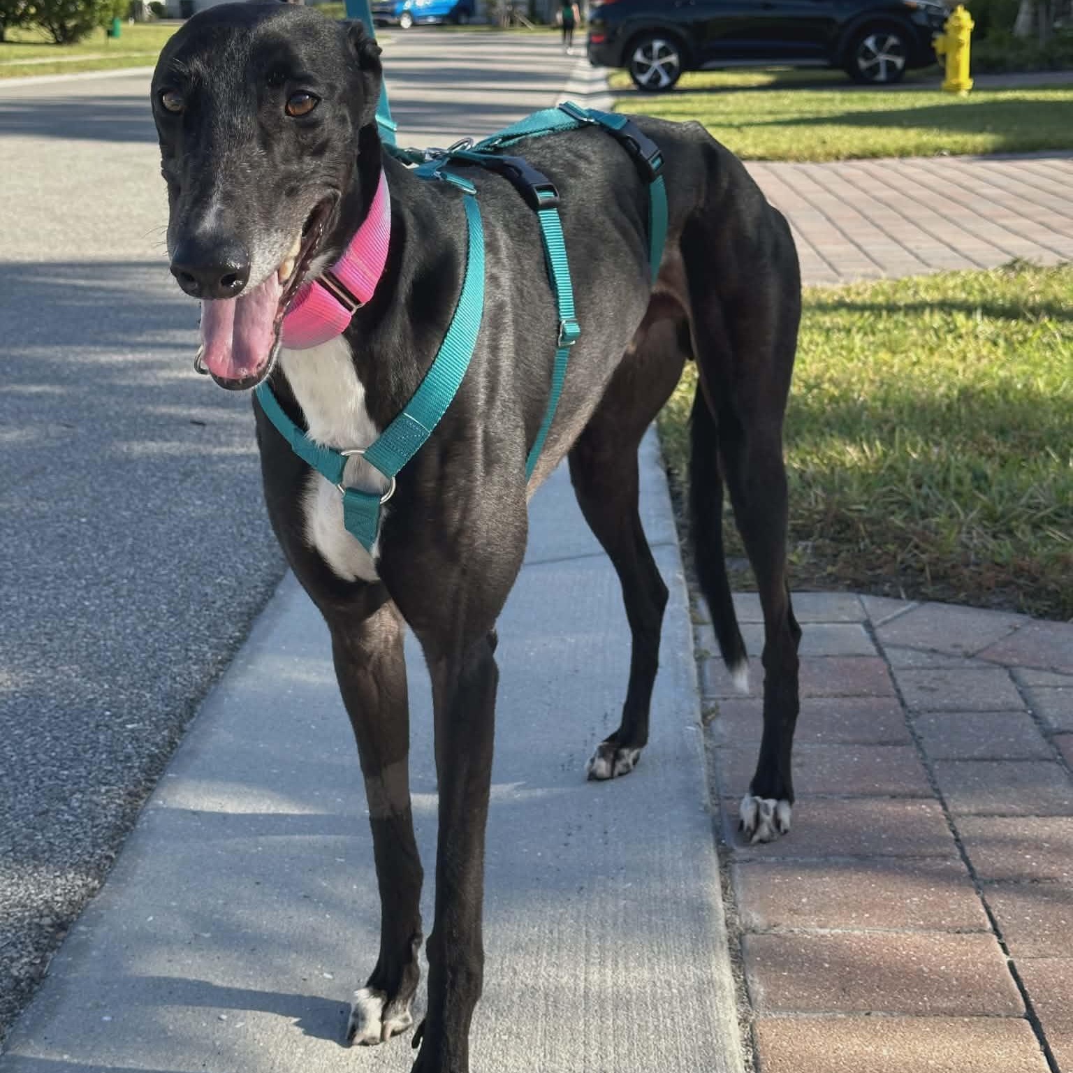 Enlarge Arkwyld B Scourge (Scourge), a ADOPTABLE Greyhound in North Port, FL image 1/4