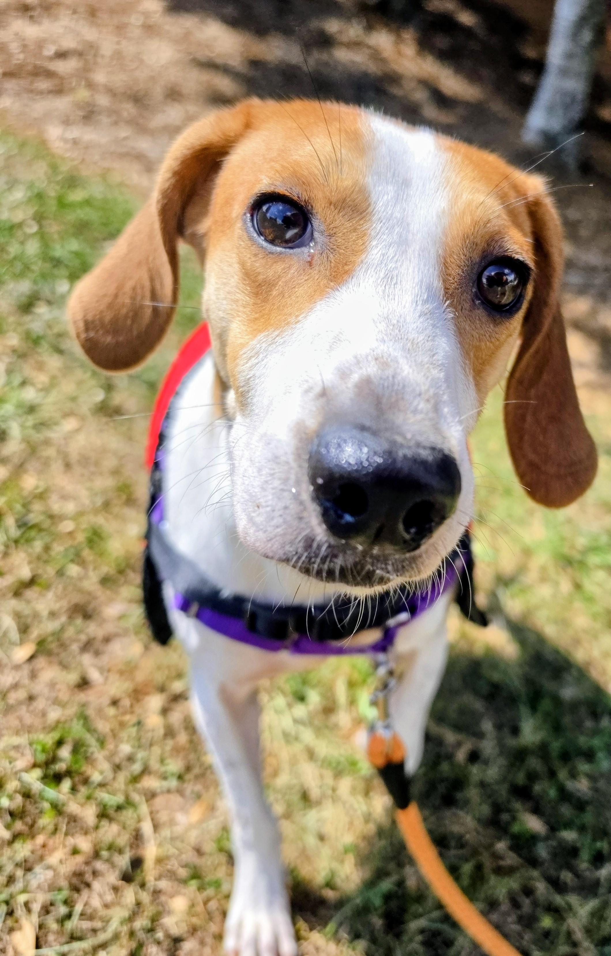 Enlarge Buck, a Adoptable mixed breed in Franklin, NC image 5/5