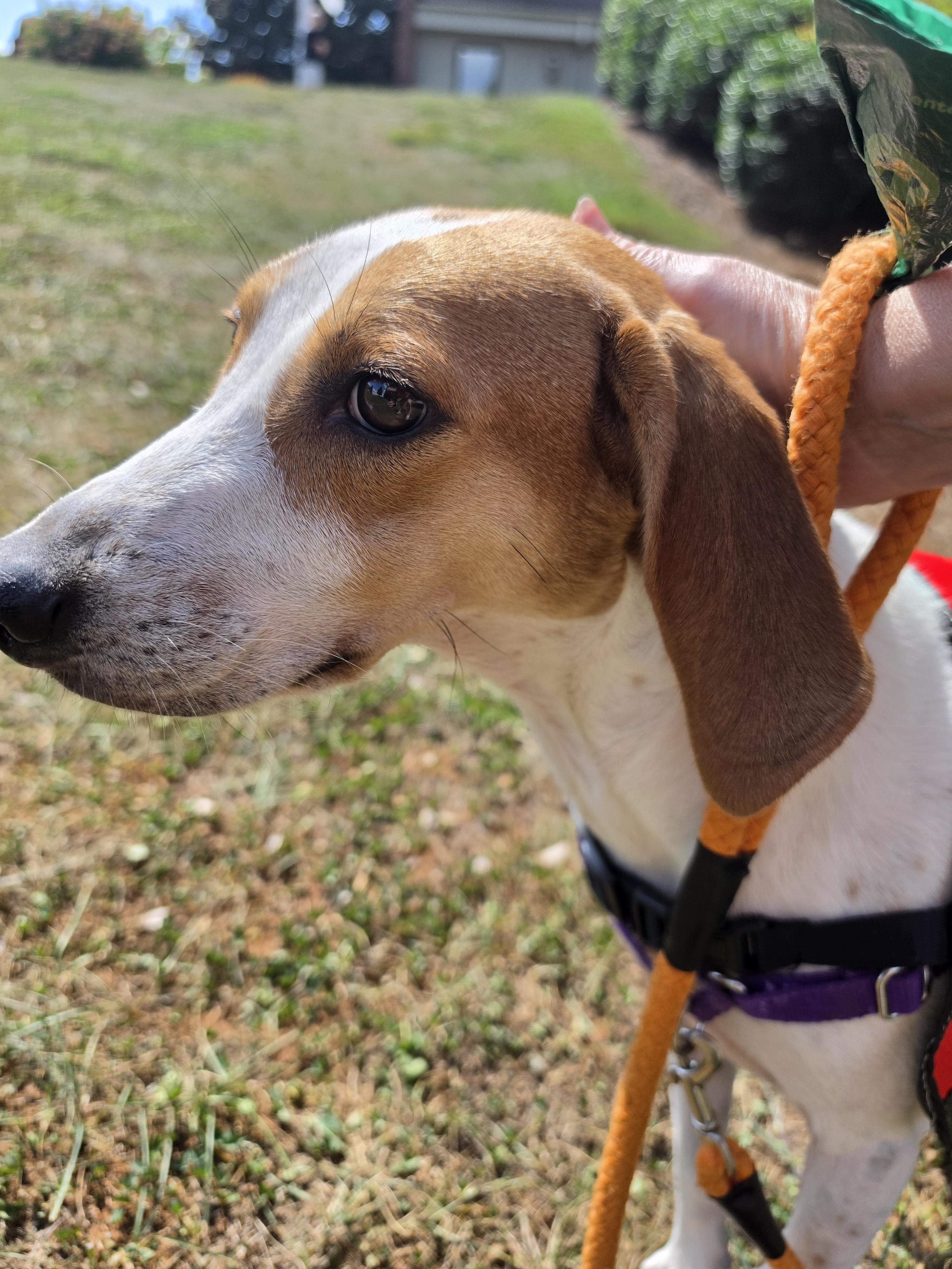 Enlarge Buck, a Adoptable mixed breed in Franklin, NC image 4/5