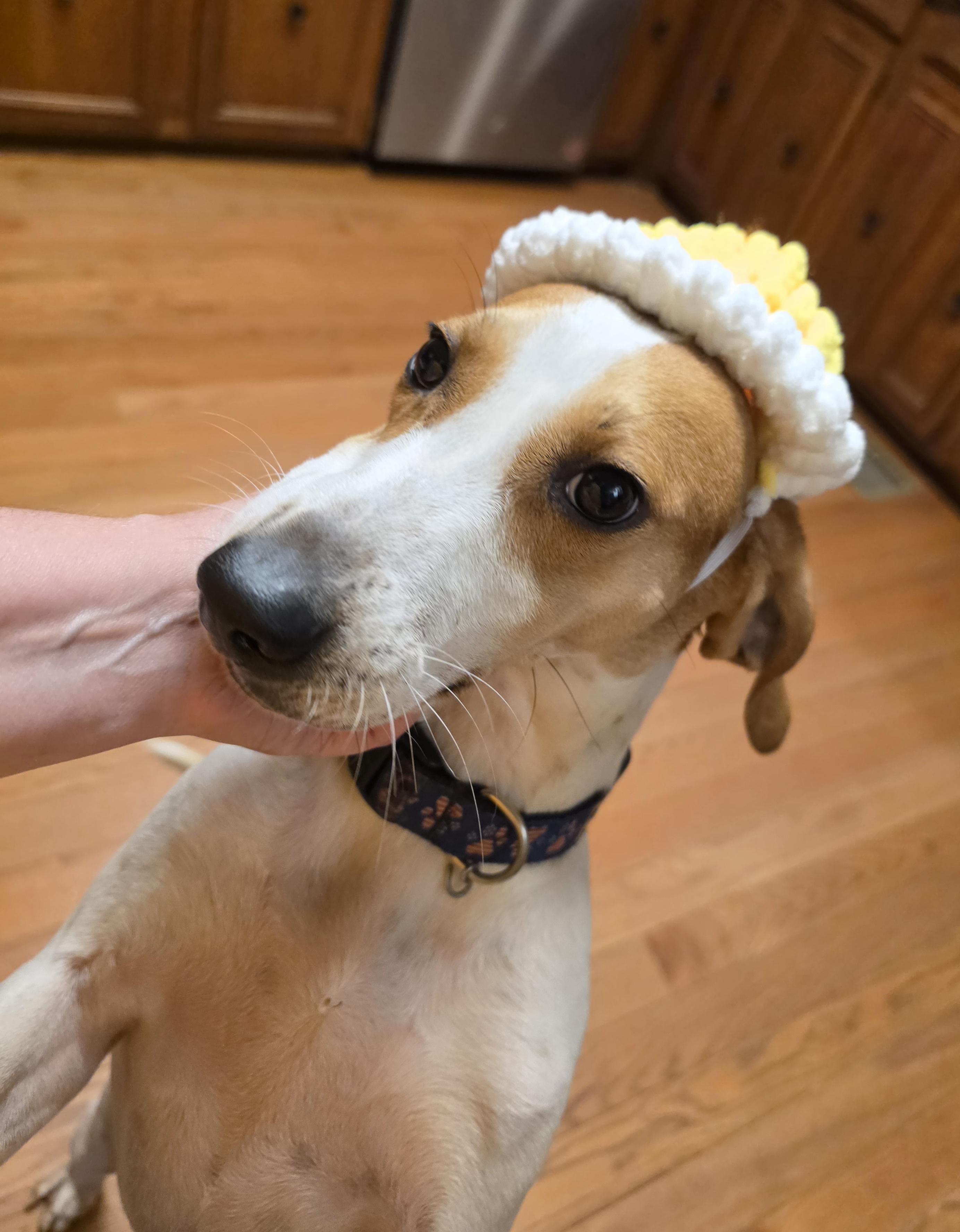Enlarge Buck, a Adoptable mixed breed in Franklin, NC image 2/5