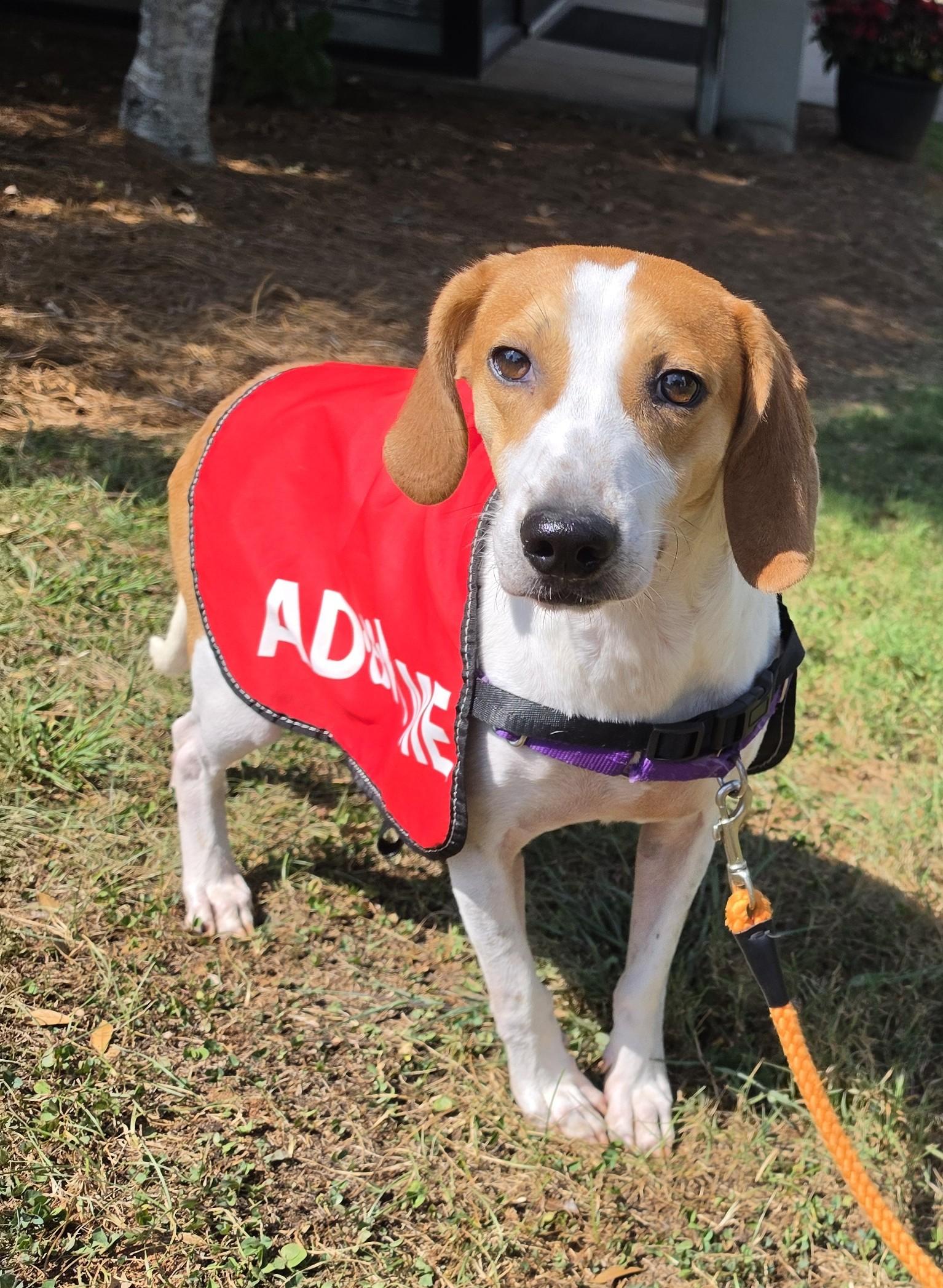 Enlarge Buck, a Adoptable mixed breed in Franklin, NC image 3/5