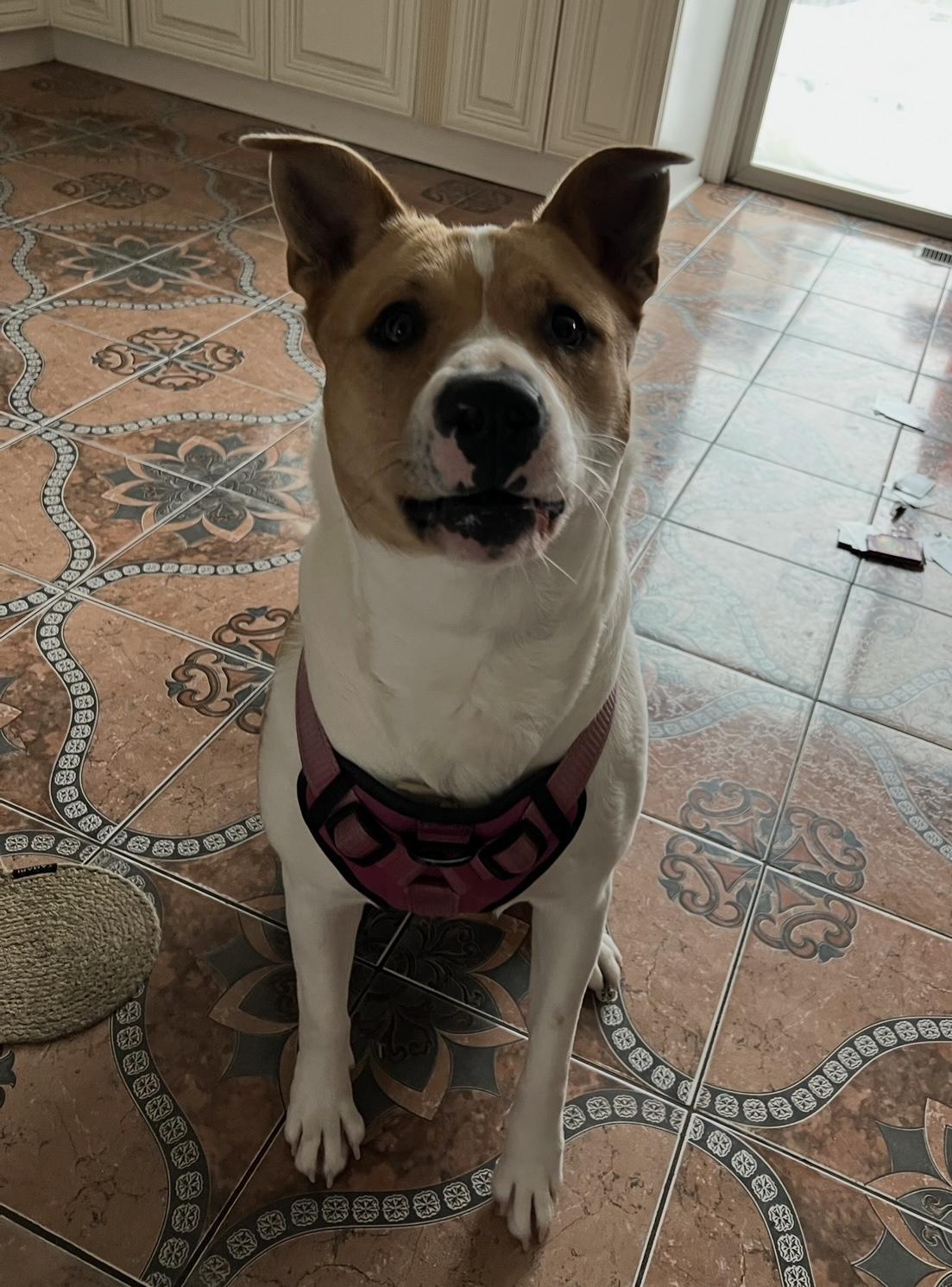 Enlarge Luna  ***URGENT FOSTER NEEDED***, a ADOPTABLE mixed breed in Palatine, IL image 2/3