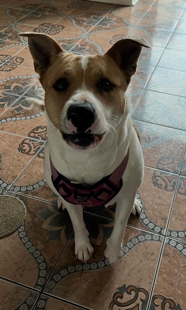 Enlarge Luna  ***URGENT FOSTER NEEDED***, a ADOPTABLE mixed breed in Palatine, IL image 1/3