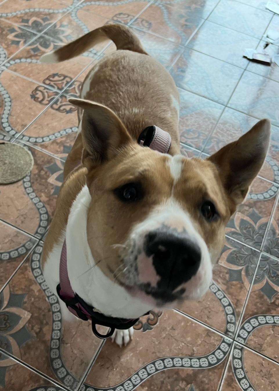 Enlarge Luna  ***URGENT FOSTER NEEDED***, a ADOPTABLE mixed breed in Palatine, IL image 3/3