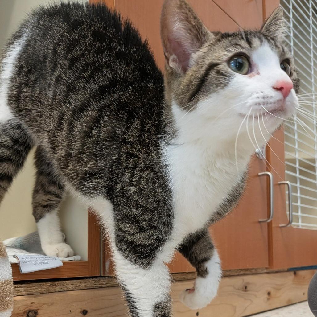 Ella, Adoptable, Adult Female American Bobtail.